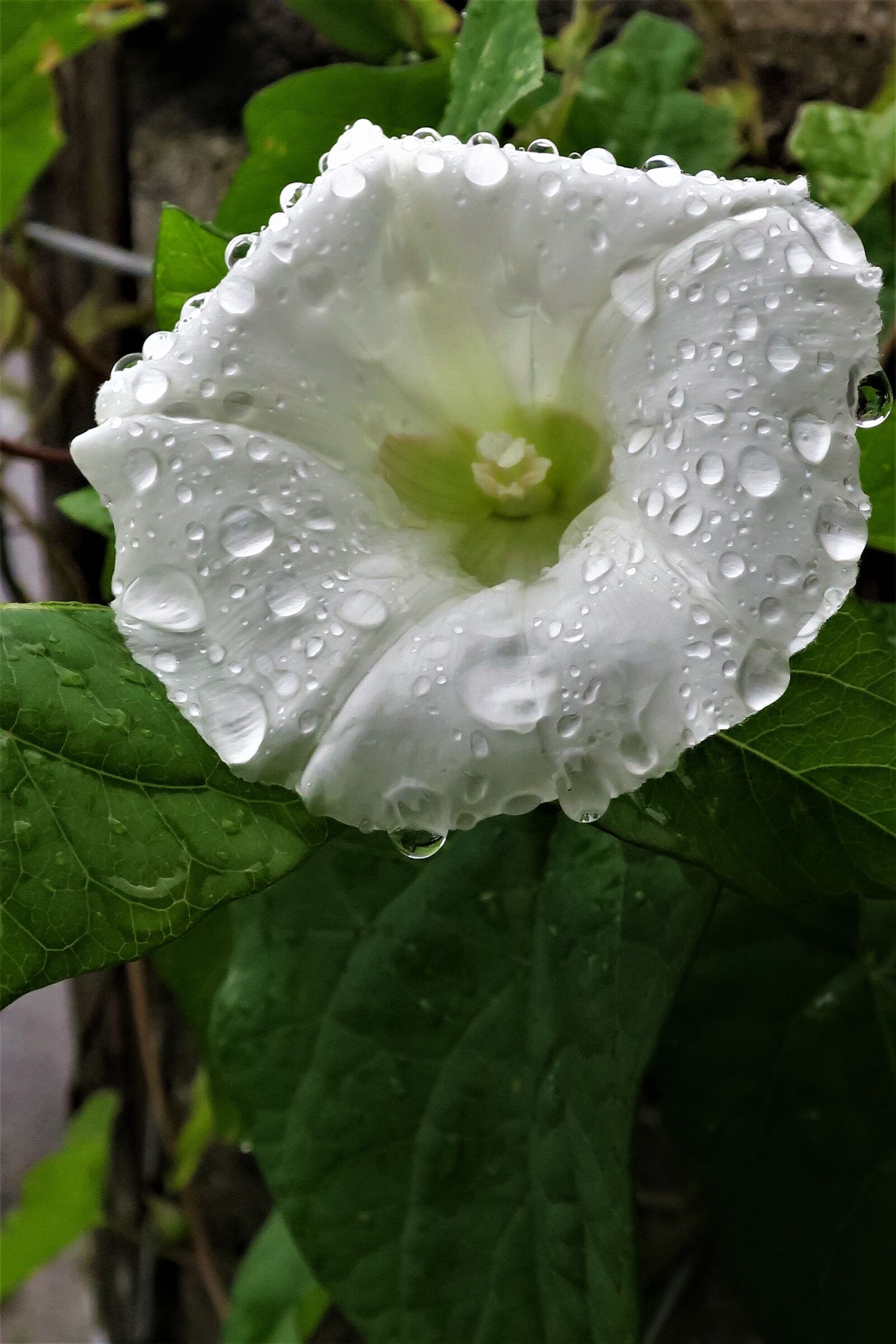 Canon PowerShot G9 X sample photo. Climber plant, plant, flower photography