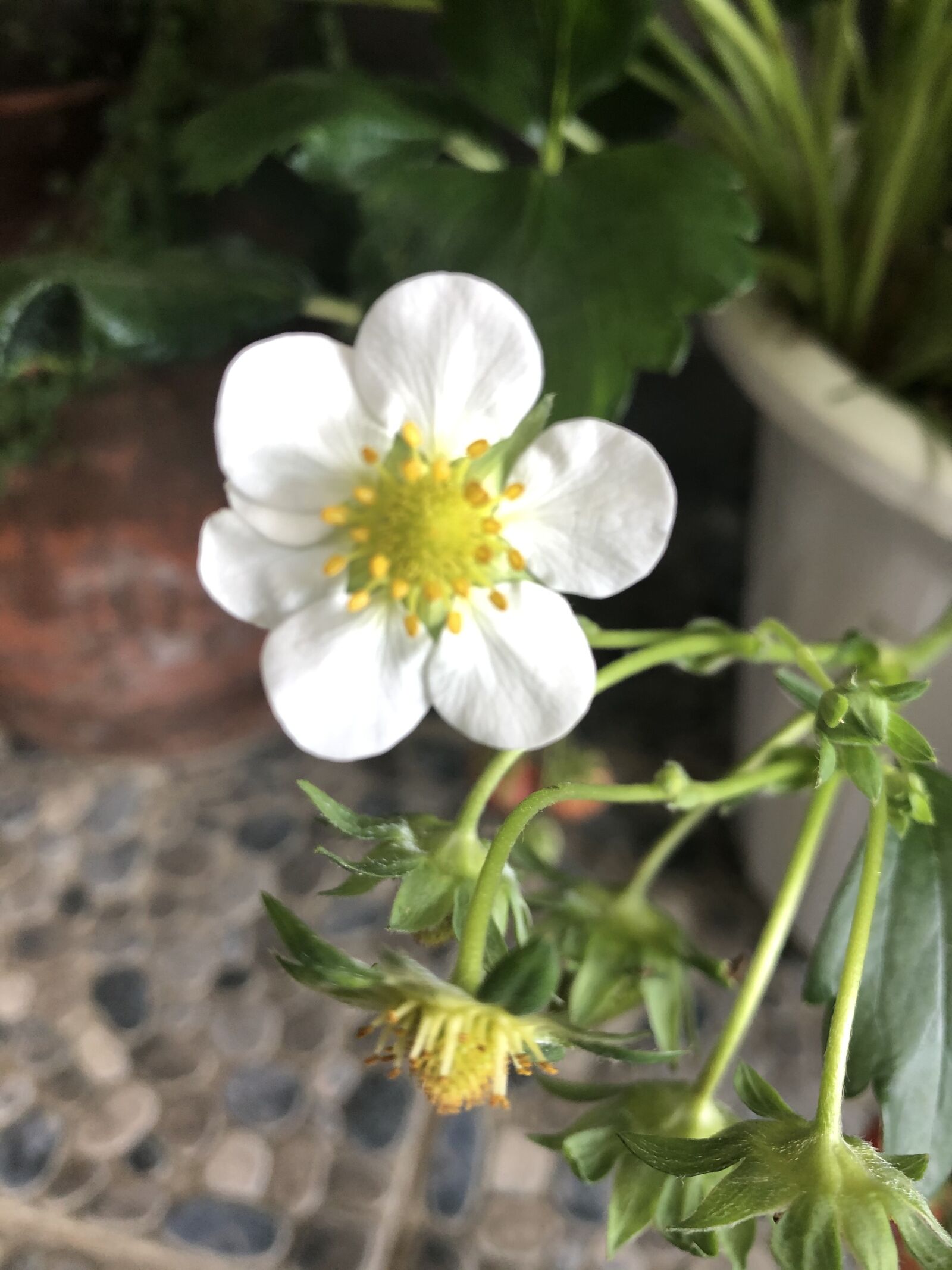 iPhone 8 back camera 3.99mm f/1.8 sample photo. Strawberry flower, flowers, nature photography