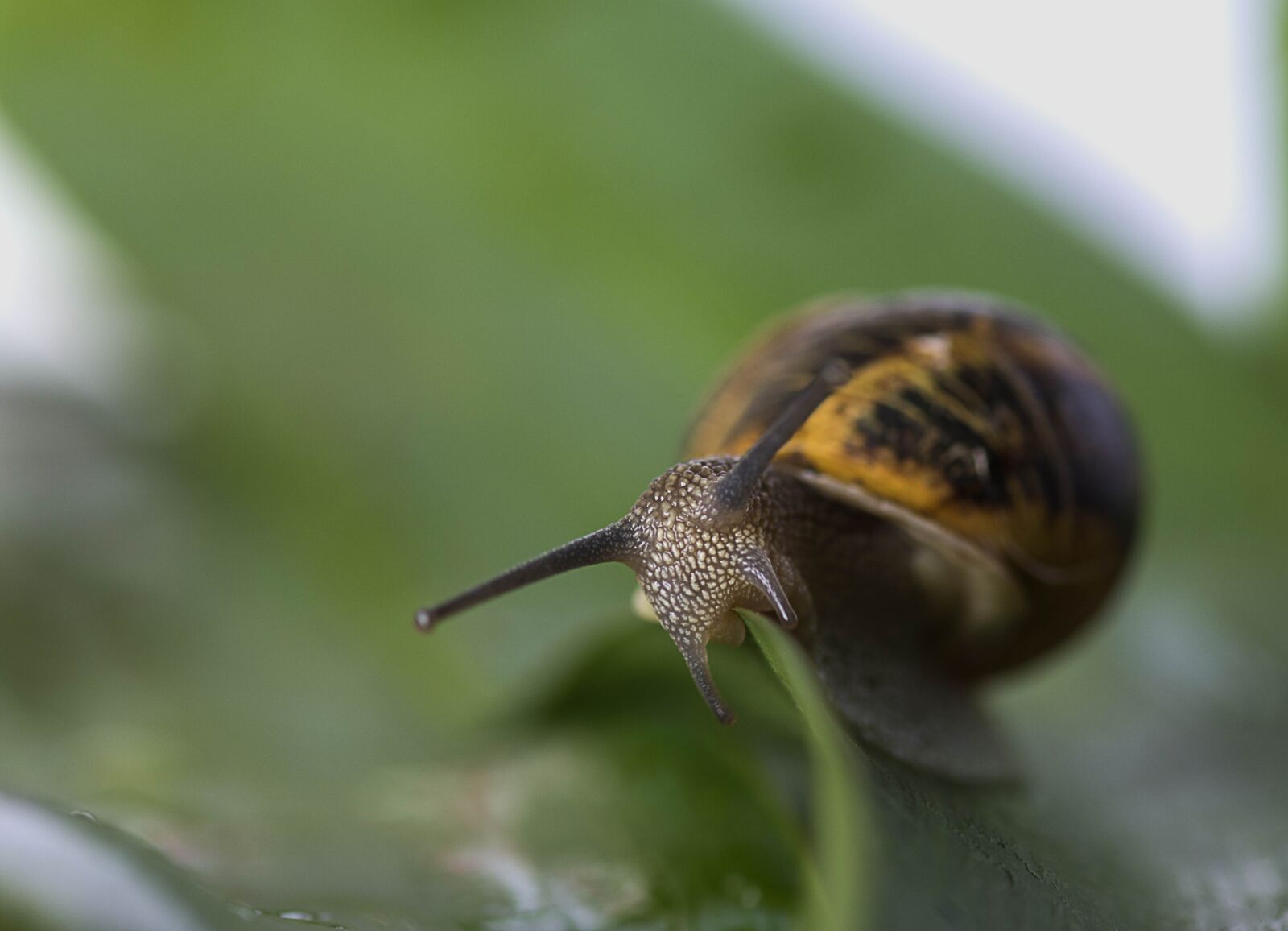 Nikon D7100 sample photo. Snail, molluscum, animals photography