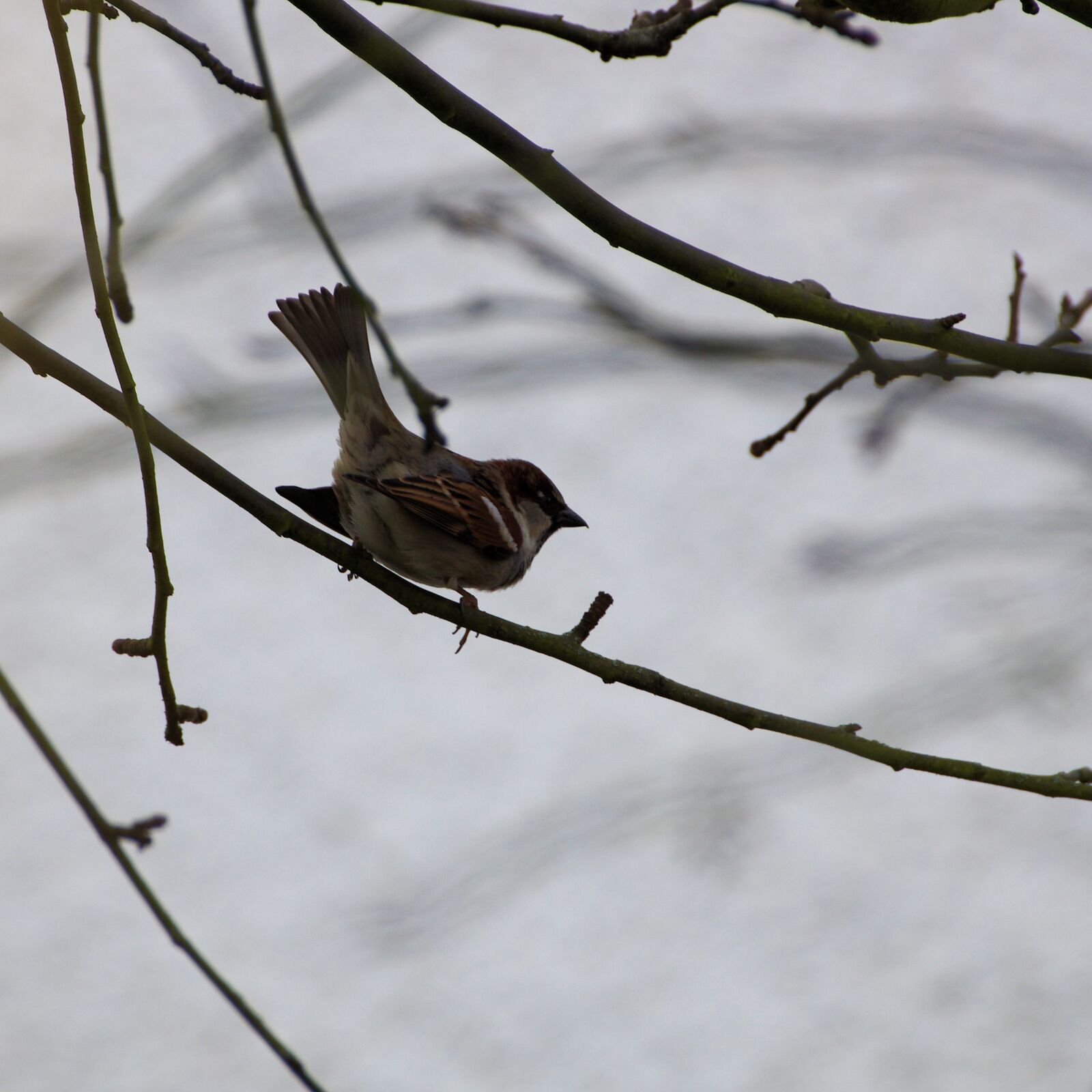 Pentax K-5 sample photo. Sperling, sparrow, house sparrow photography
