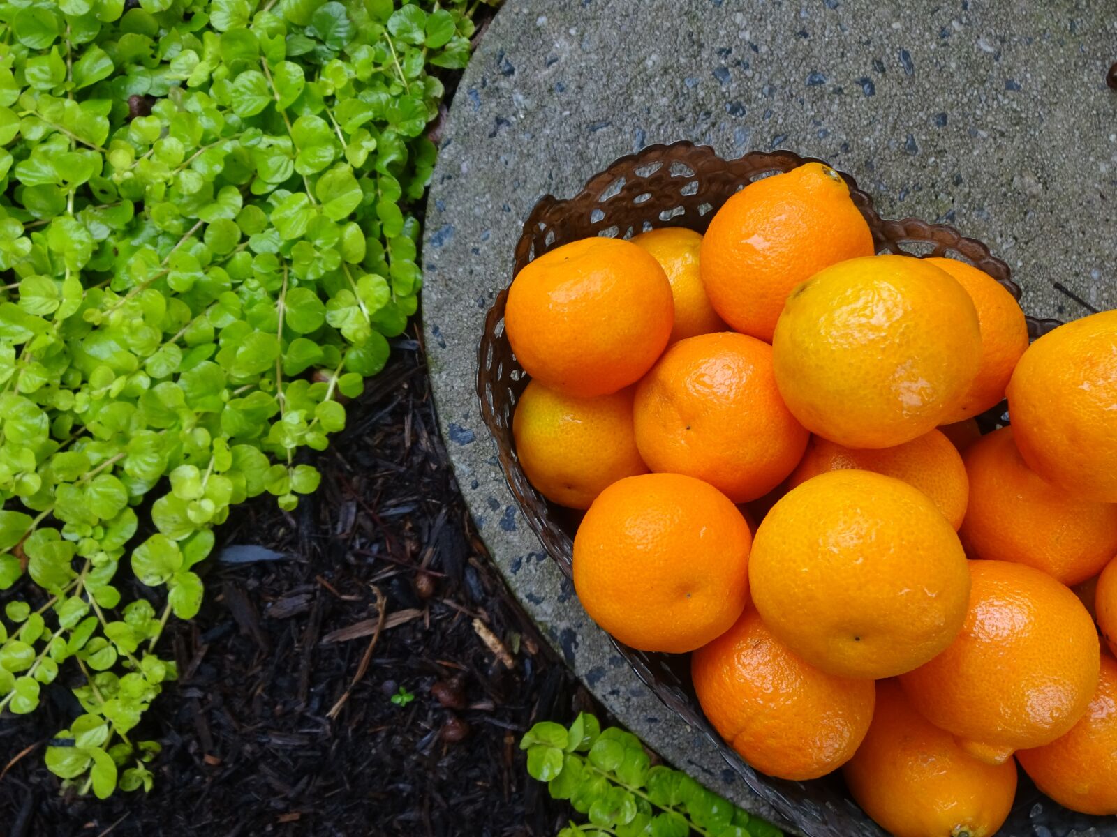 Sony Cyber-shot DSC-WX220 sample photo. Orange, sweet, fresh photography