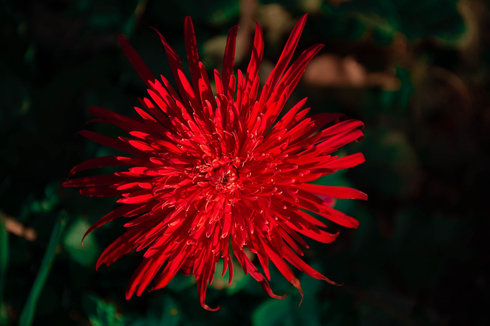 Nikon D7200 sample photo. Flower, plant, bloom photography