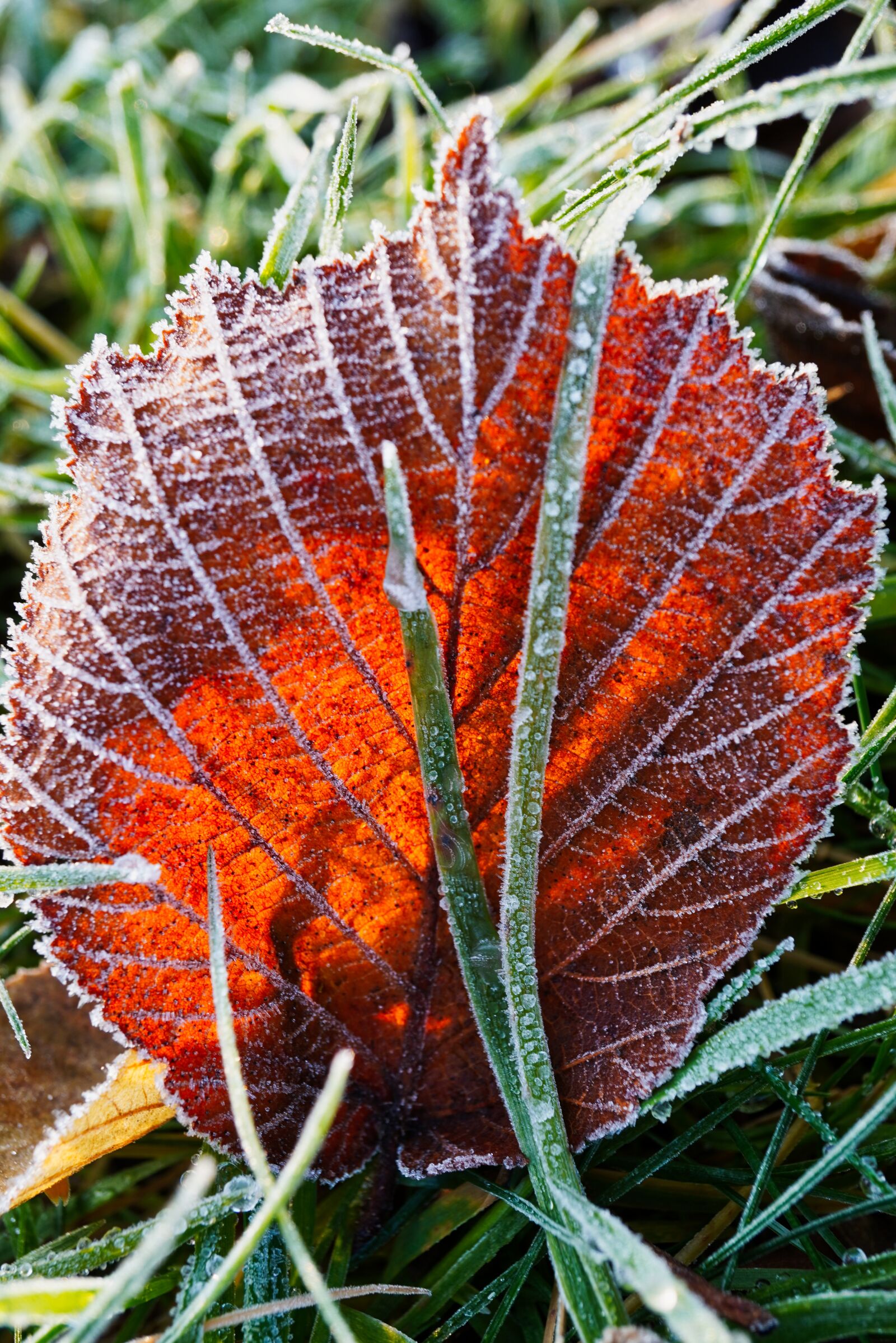 Sony E 30mm F3.5 Macro sample photo. Frost, winter, cold photography