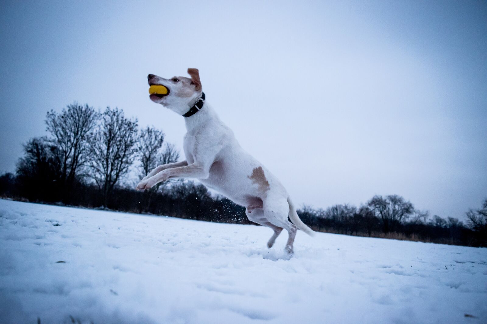 Nikon D5500 sample photo. Dog, jump, animal photography