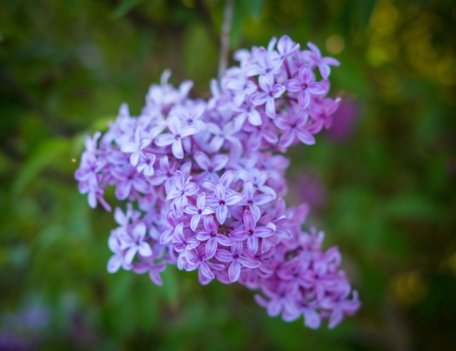 Fujifilm X-T2 sample photo. Lilac, violet, flower photography