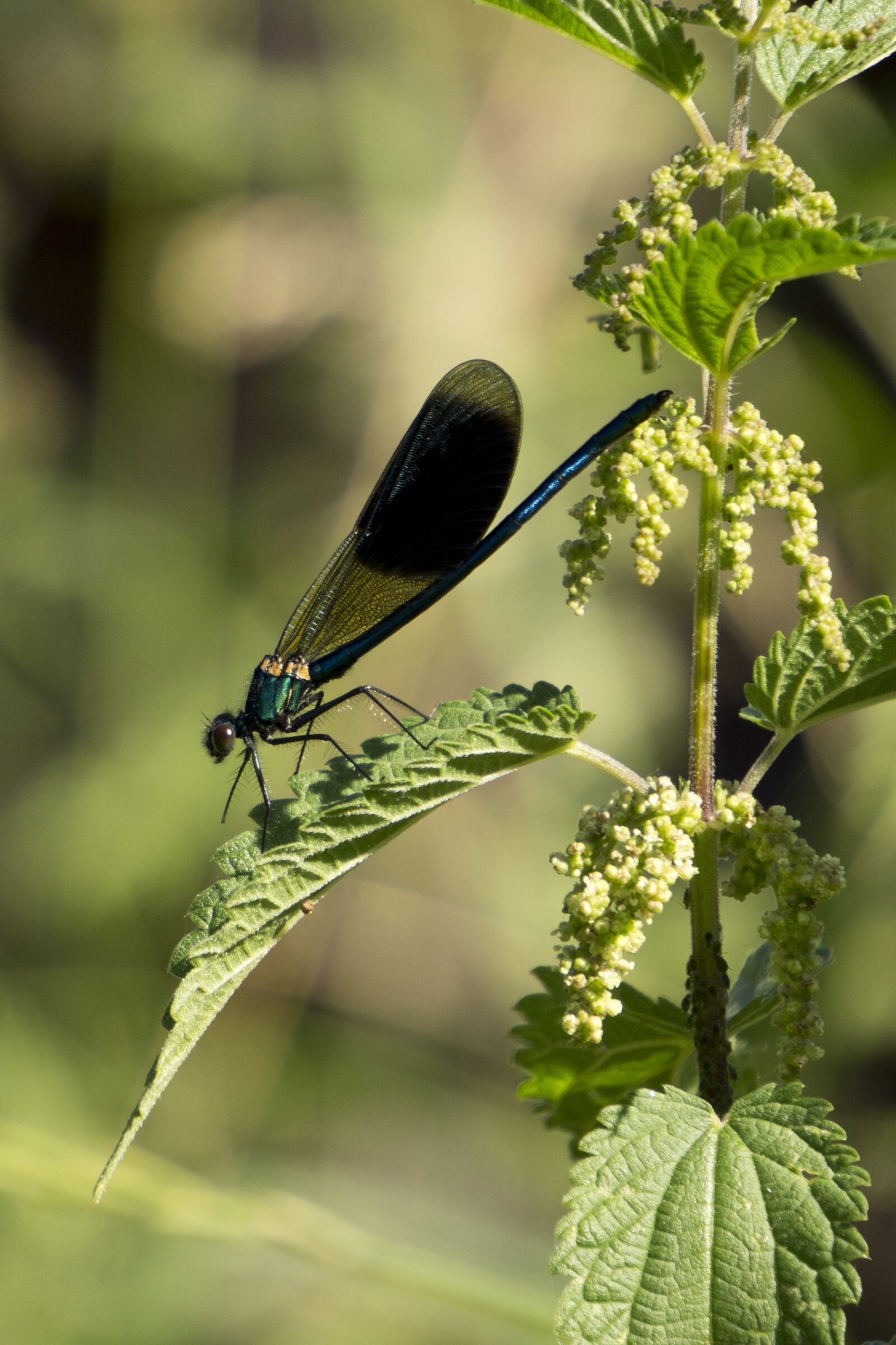 Sony a5100 sample photo. Dragonfly, blue dragonfly, dragonfly photography