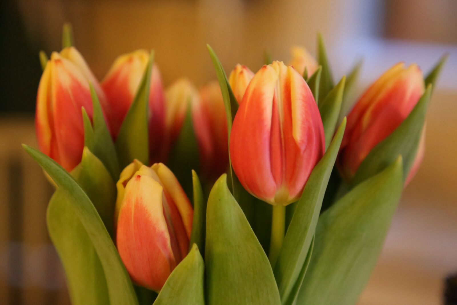 Canon EOS 6D + Canon EF 24-105mm F4L IS USM sample photo. Flower, nature, easter photography