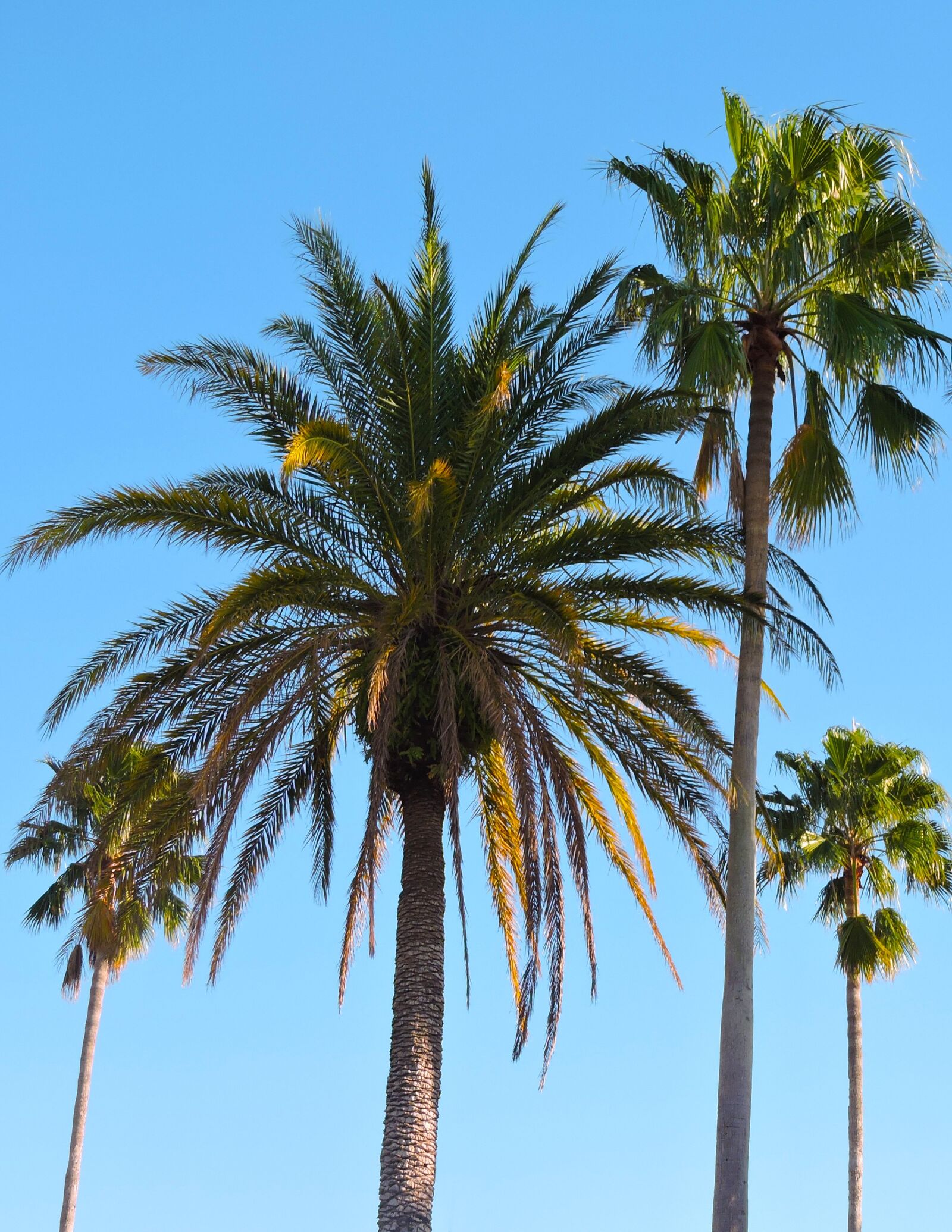 Nikon Coolpix P600 sample photo. Palm, trees, tropical photography