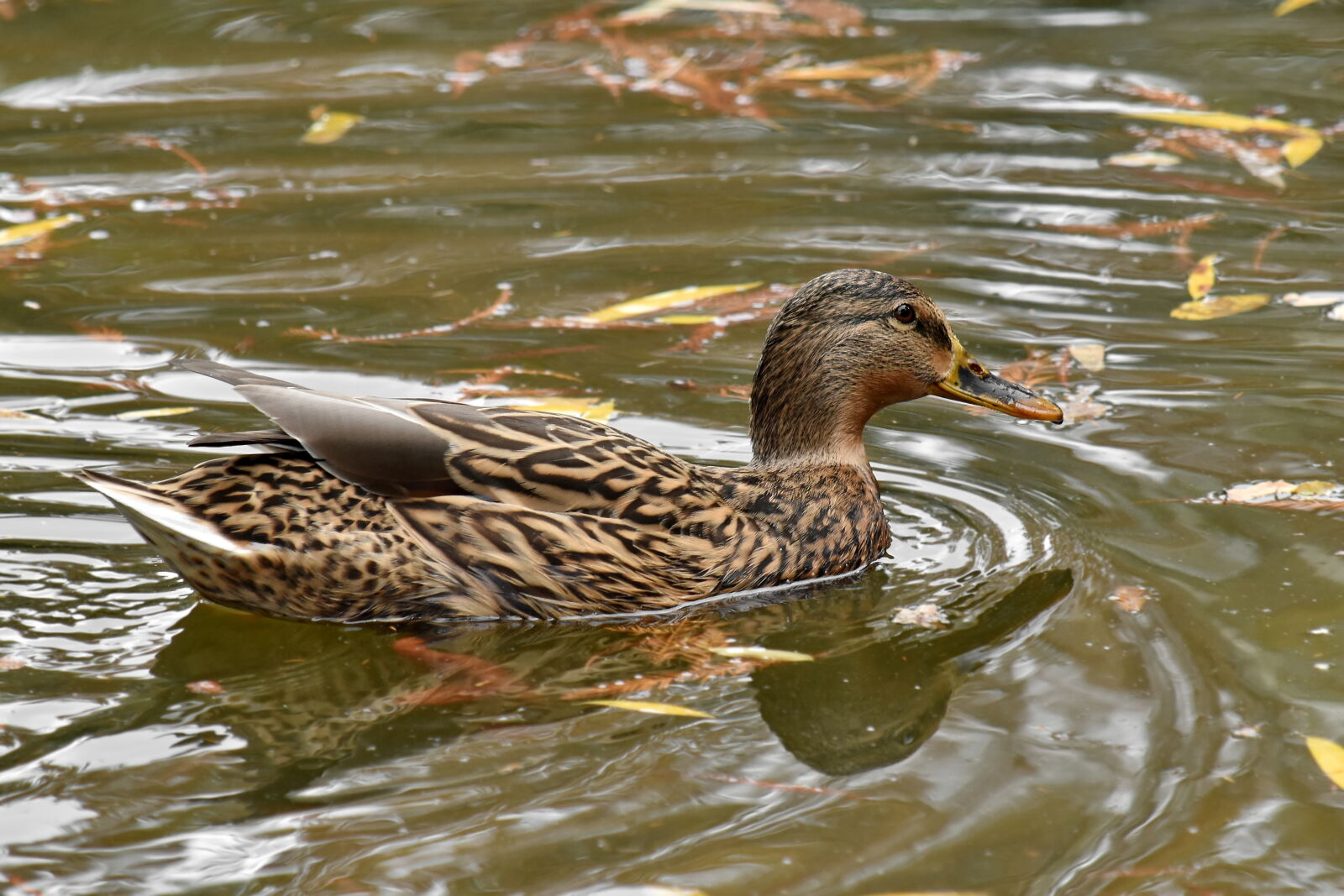 Nikon D5500 sample photo. Autumn season, camouflage, duck photography