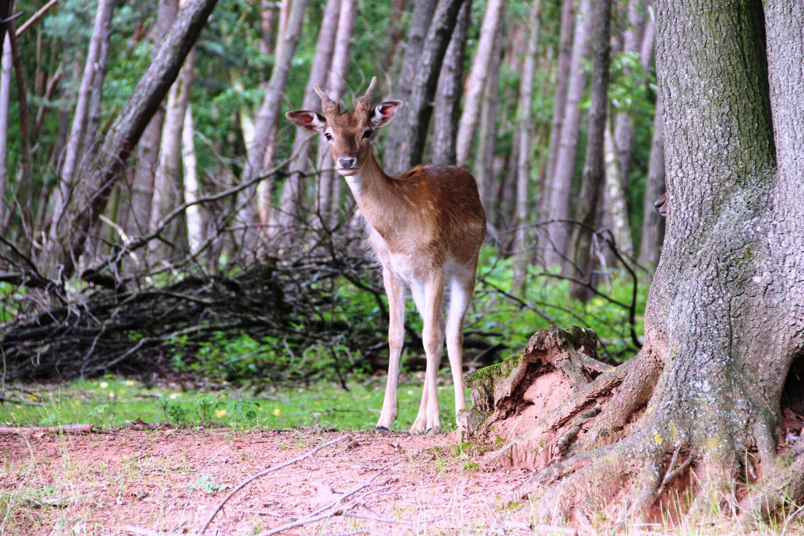 Canon EF-S 18-135mm F3.5-5.6 IS sample photo. Roe deer, forest, nature photography
