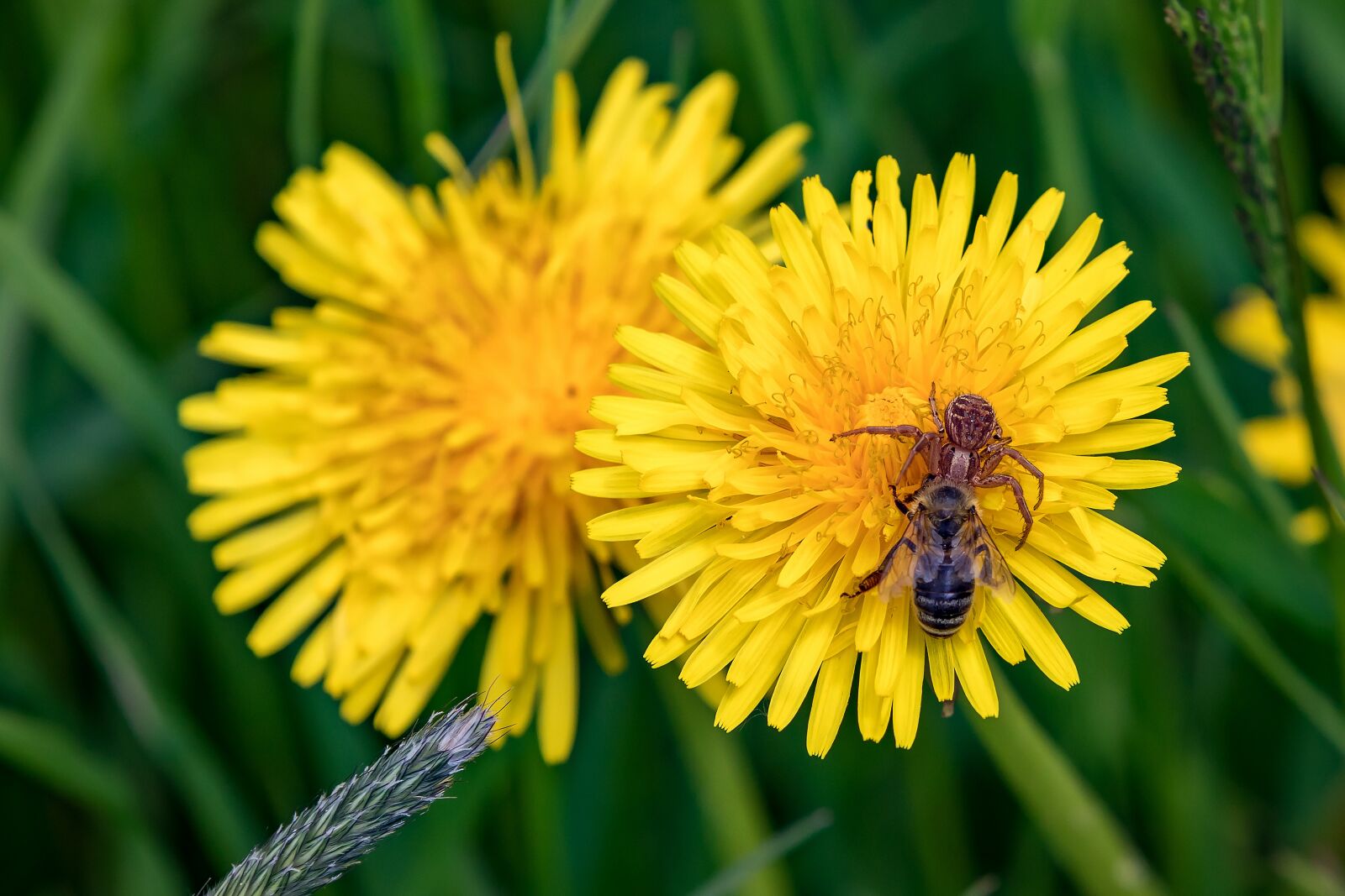 Canon EOS 5D Mark IV sample photo. Spider, bee, prey photography
