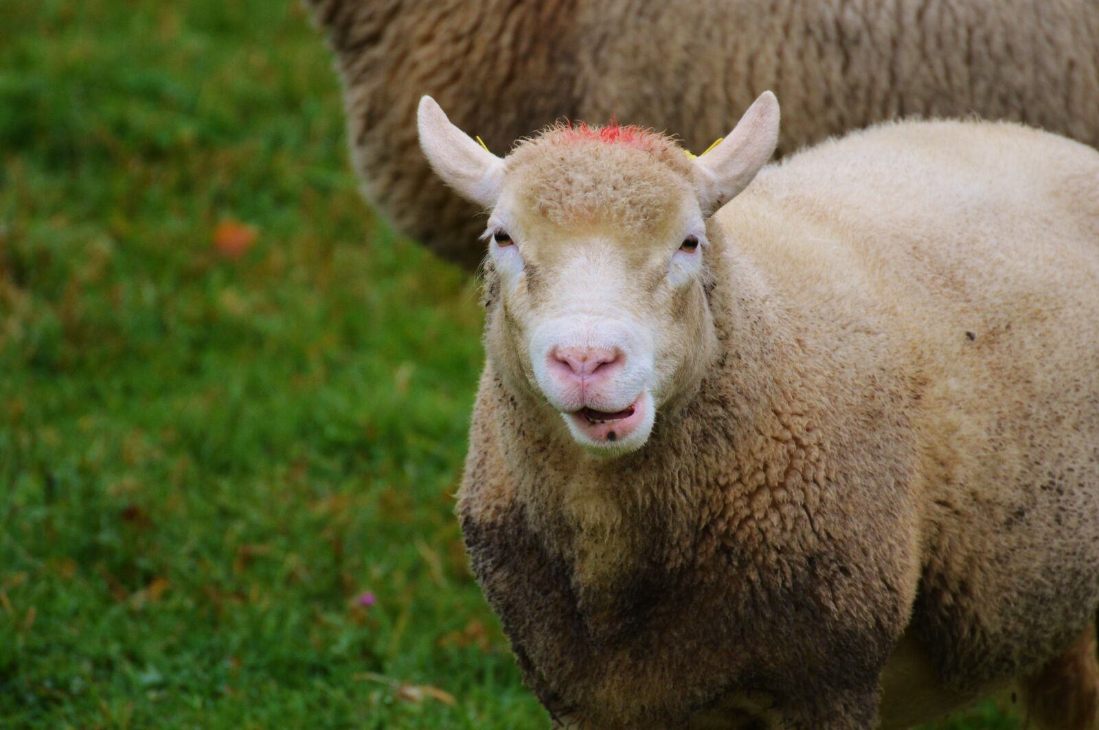 Nikon D3200 sample photo. Sheep, pasture, nature photography