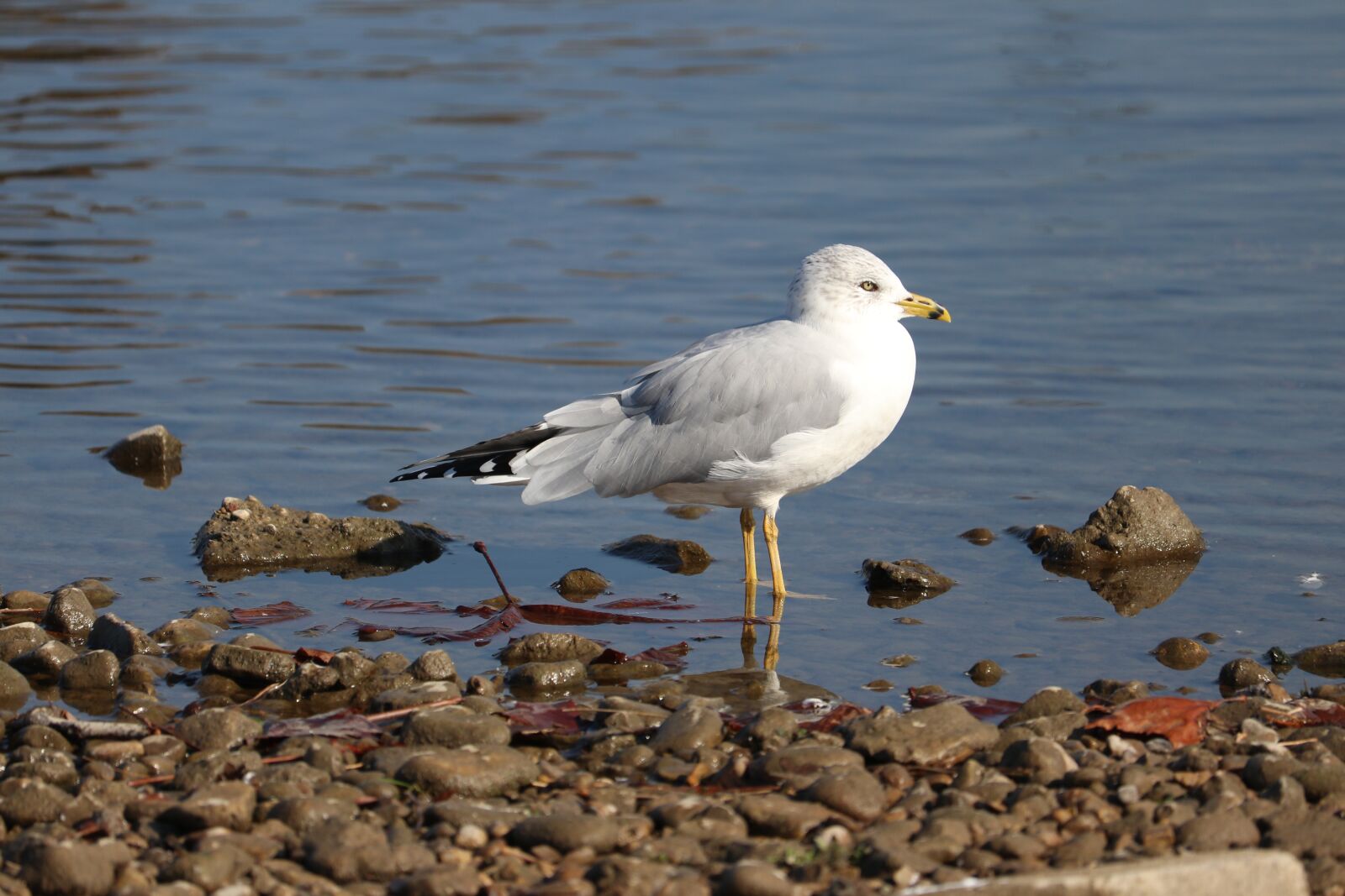 Canon EF-S 55-250mm F4-5.6 IS STM sample photo. Seagull, bird, flight photography