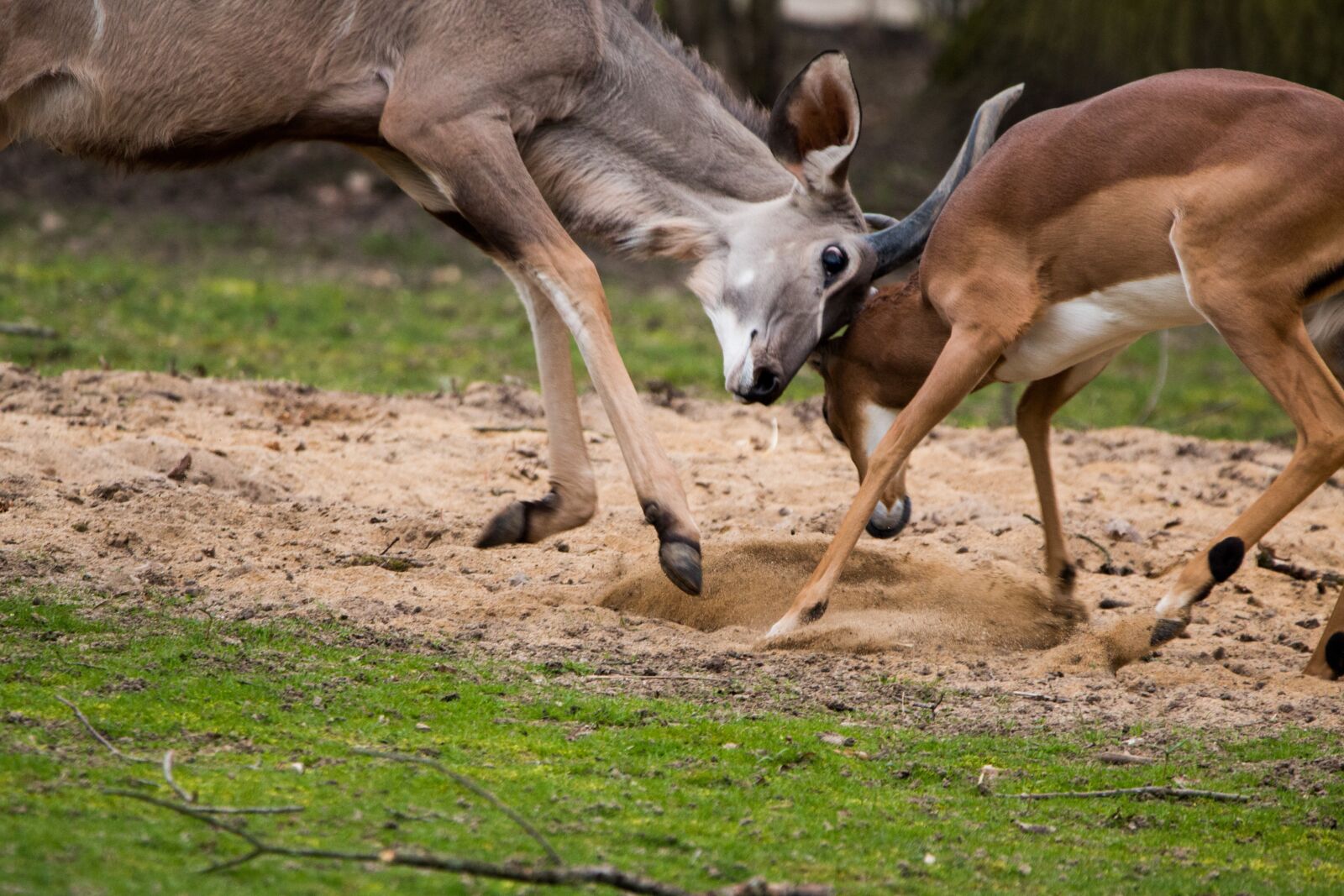 150-600mm F5-6.3 DG OS HSM | Contemporary 015 sample photo. Large kudu, antelope, africa photography