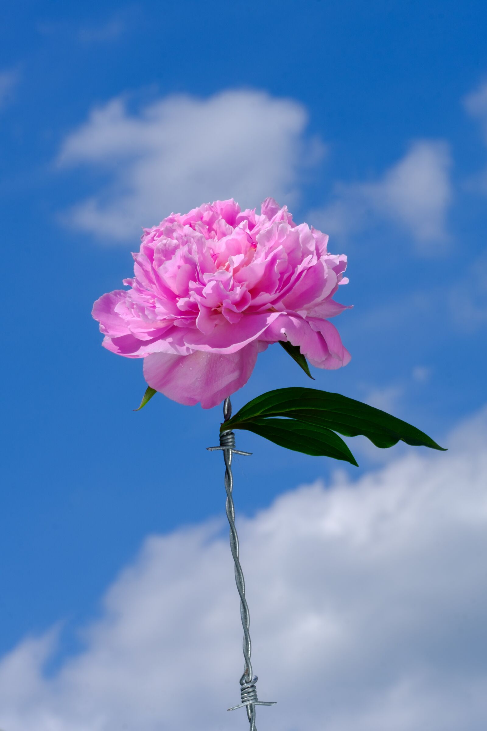 Fujifilm X-T2 + Fujifilm XF 80mm F2.8 R LM OIS WR Macro sample photo. Peony, rose, paeonia photography