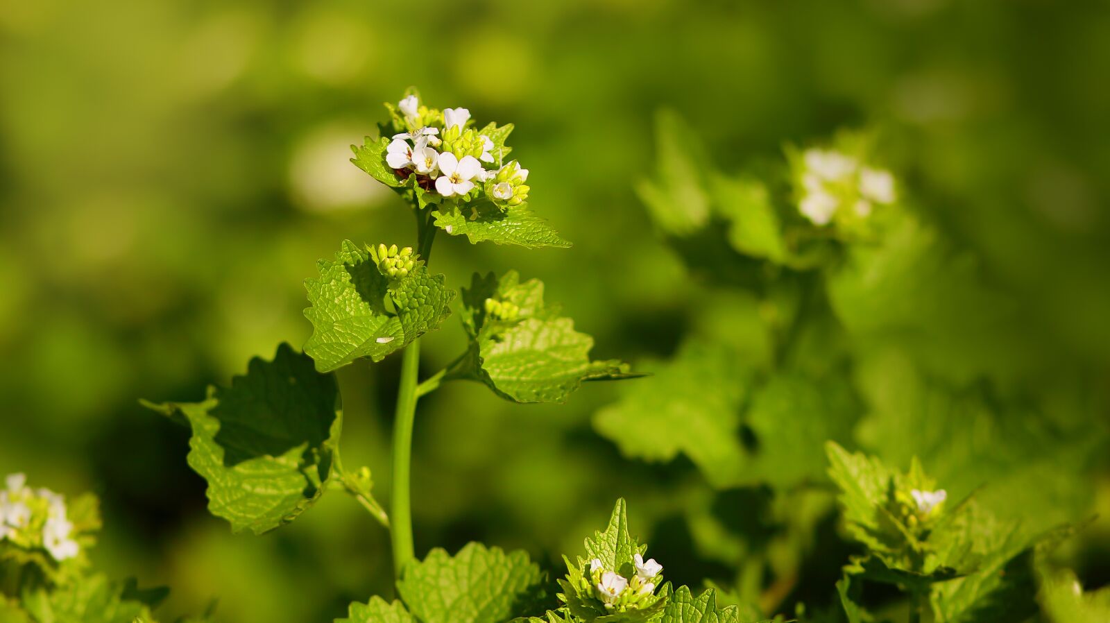 Canon EOS M50 (EOS Kiss M) sample photo. Garlic mustard, edible, spice photography