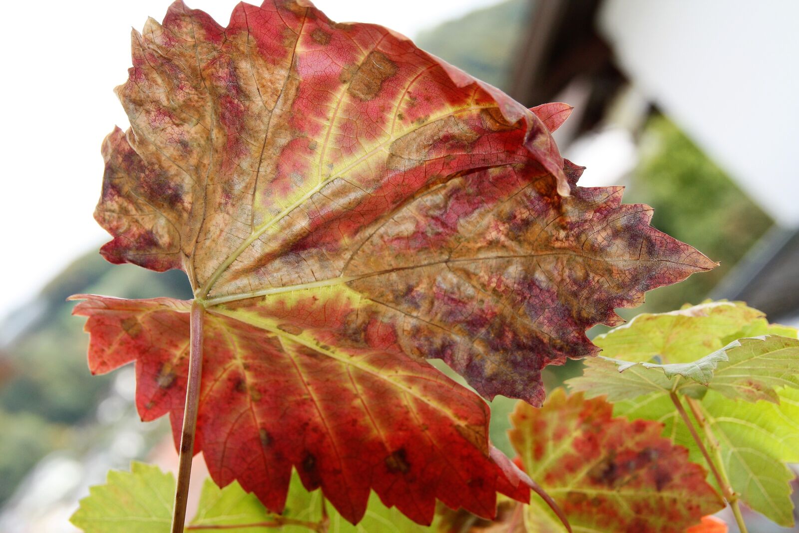Canon EOS 1000D (EOS Digital Rebel XS / EOS Kiss F) sample photo. Leaf, leaves, autumn photography