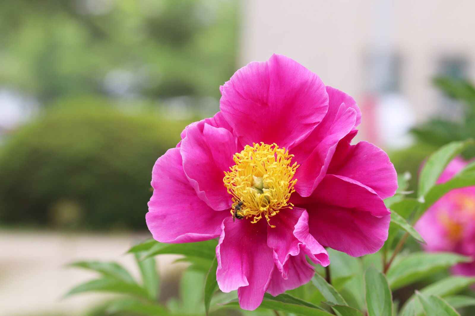 Canon EOS 800D (EOS Rebel T7i / EOS Kiss X9i) + Tamron SP 90mm F2.8 Di VC USD 1:1 Macro sample photo. Peonies, flowers, peony flowers photography