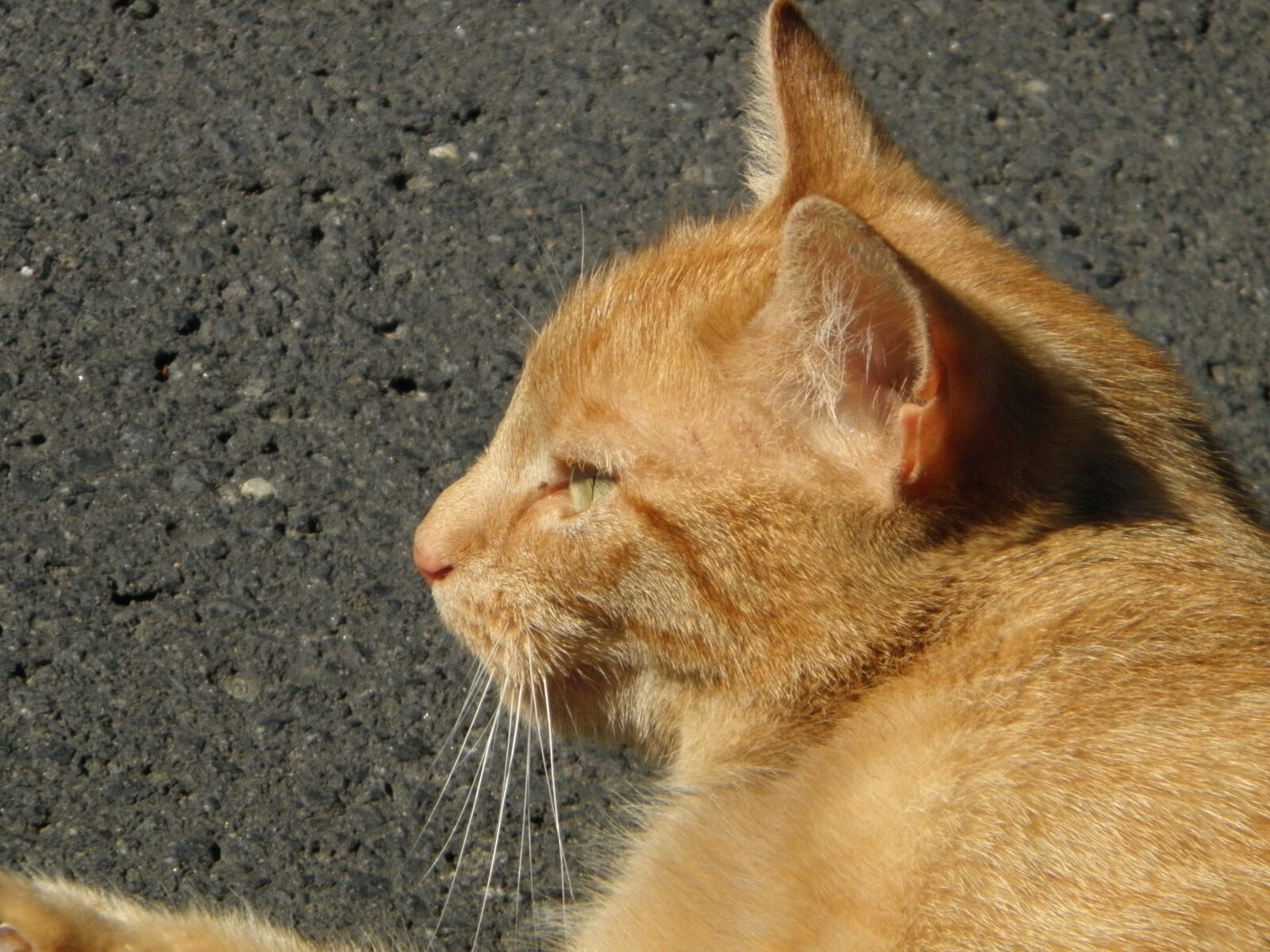 Olympus SP600UZ sample photo. Cat, cat face, head photography