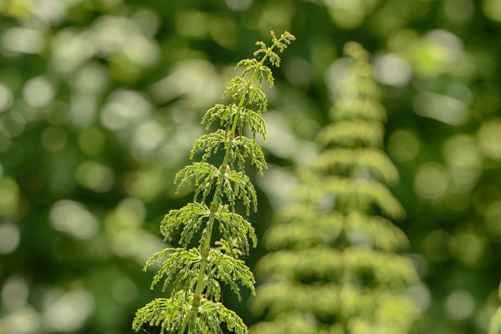 Canon EOS 7D Mark II sample photo. Growth, nature, plant photography