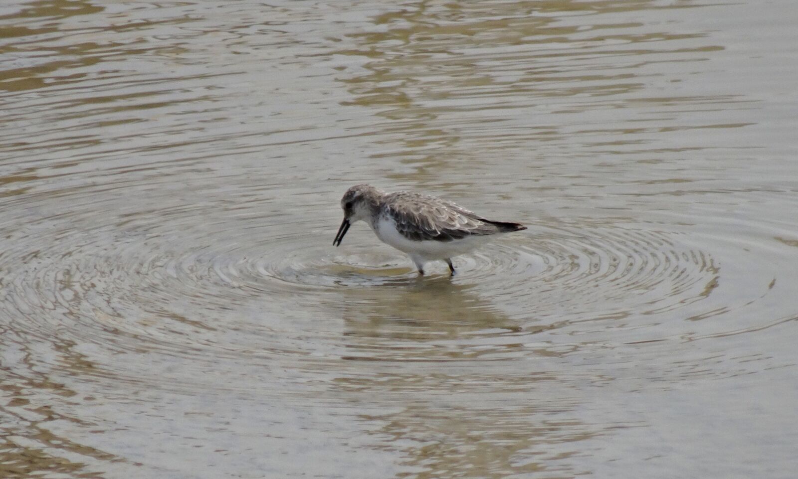 Sony Cyber-shot DSC-HX90V sample photo. Bird, little stint, calidris photography