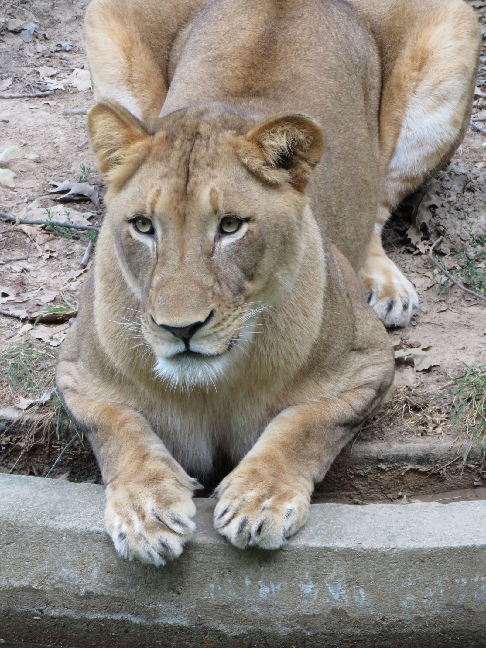 Canon PowerShot SX720 HS sample photo. Lion, cat, africa photography