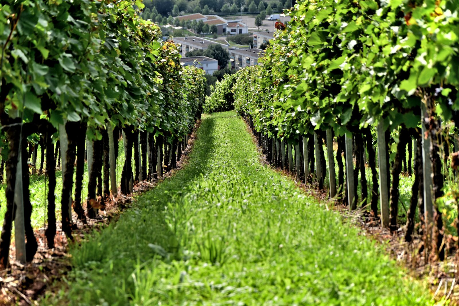 Nikon D5500 sample photo. Vine, wine, vineyard photography