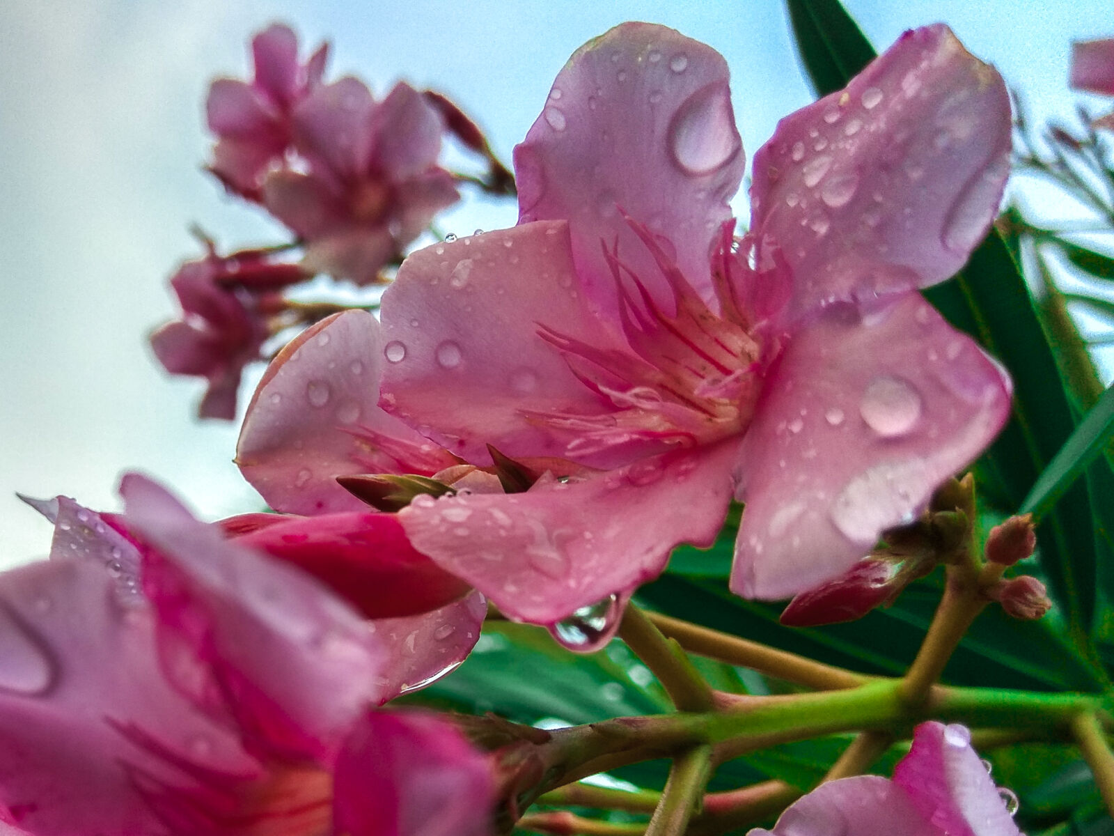 Xiaomi Redmi Note 4 sample photo. Blur, blurred, background, colour photography