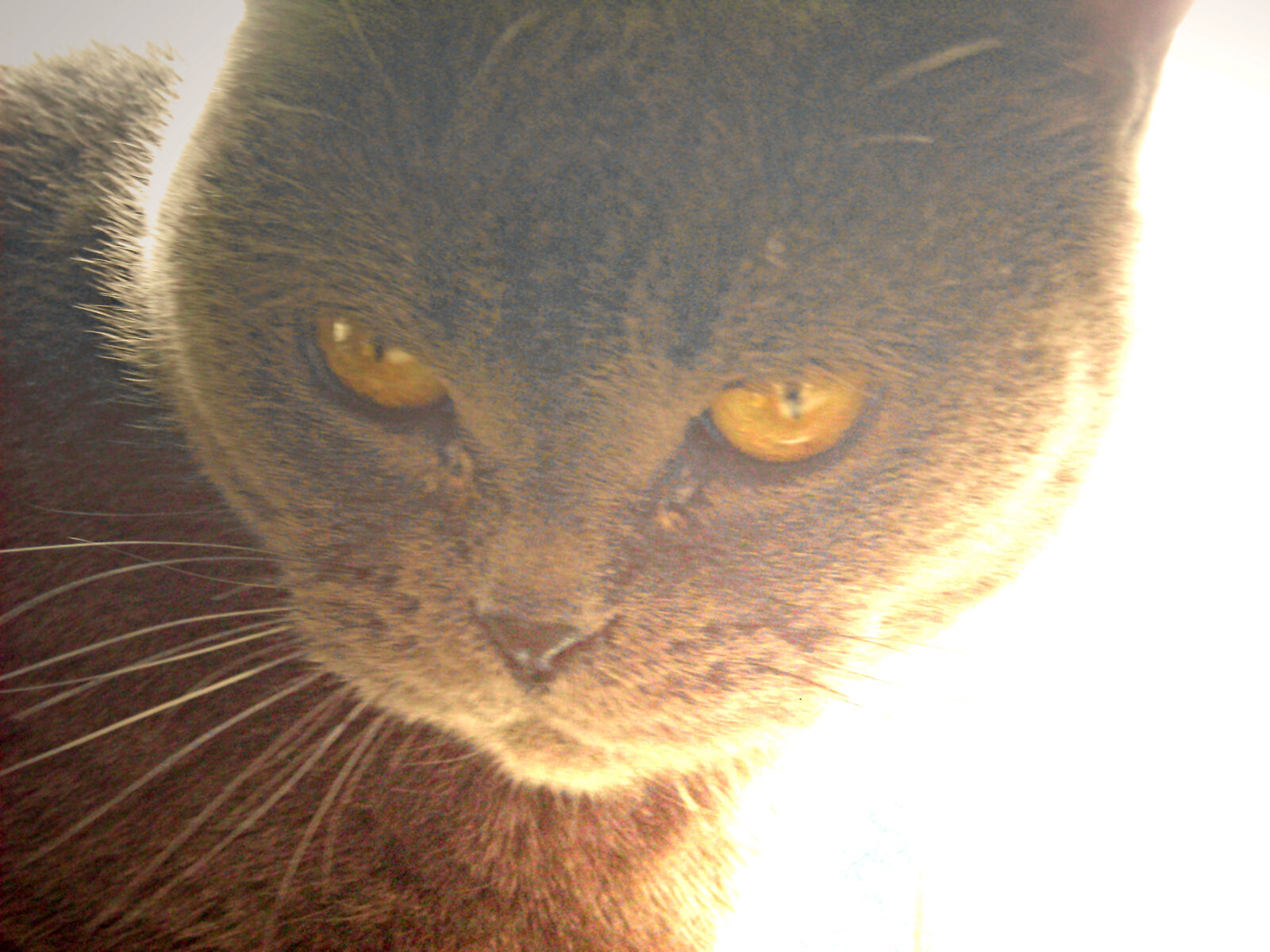 Nikon Coolpix S520 sample photo. British, shorthair, cat photography