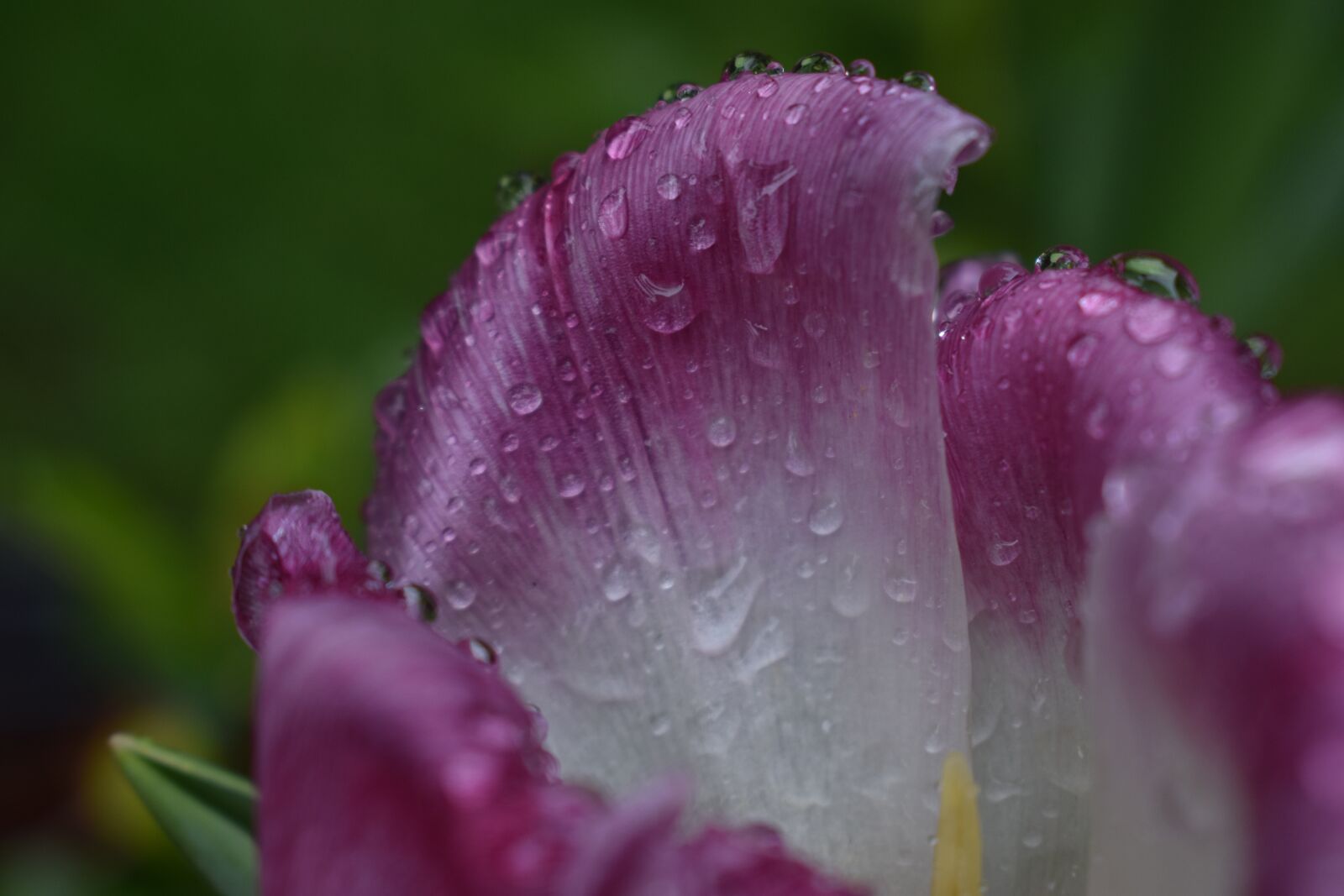Nikon D3500 sample photo. Rain, flower, nature photography