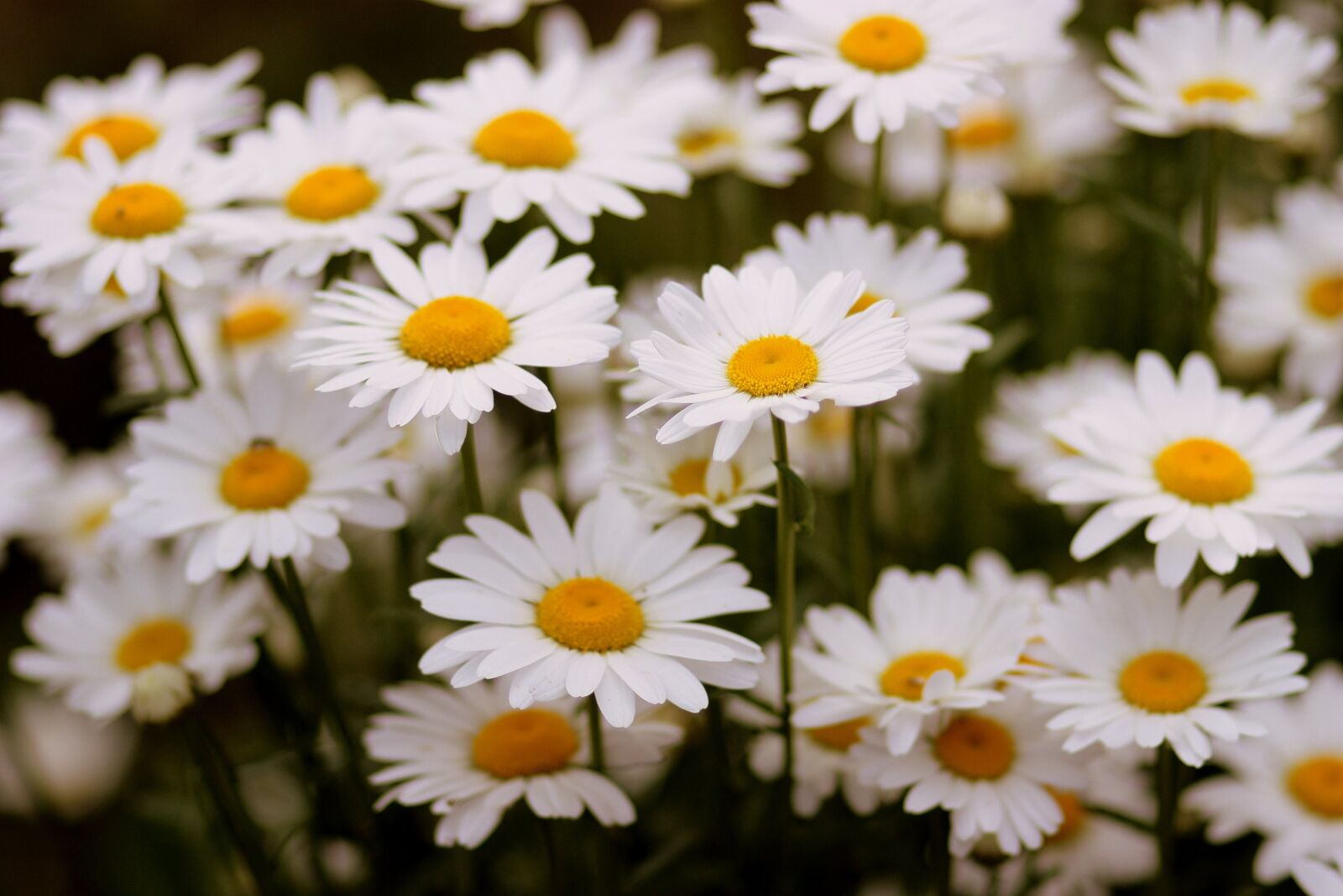 Canon EOS 450D (EOS Rebel XSi / EOS Kiss X2) sample photo. Daisy, flower, white photography