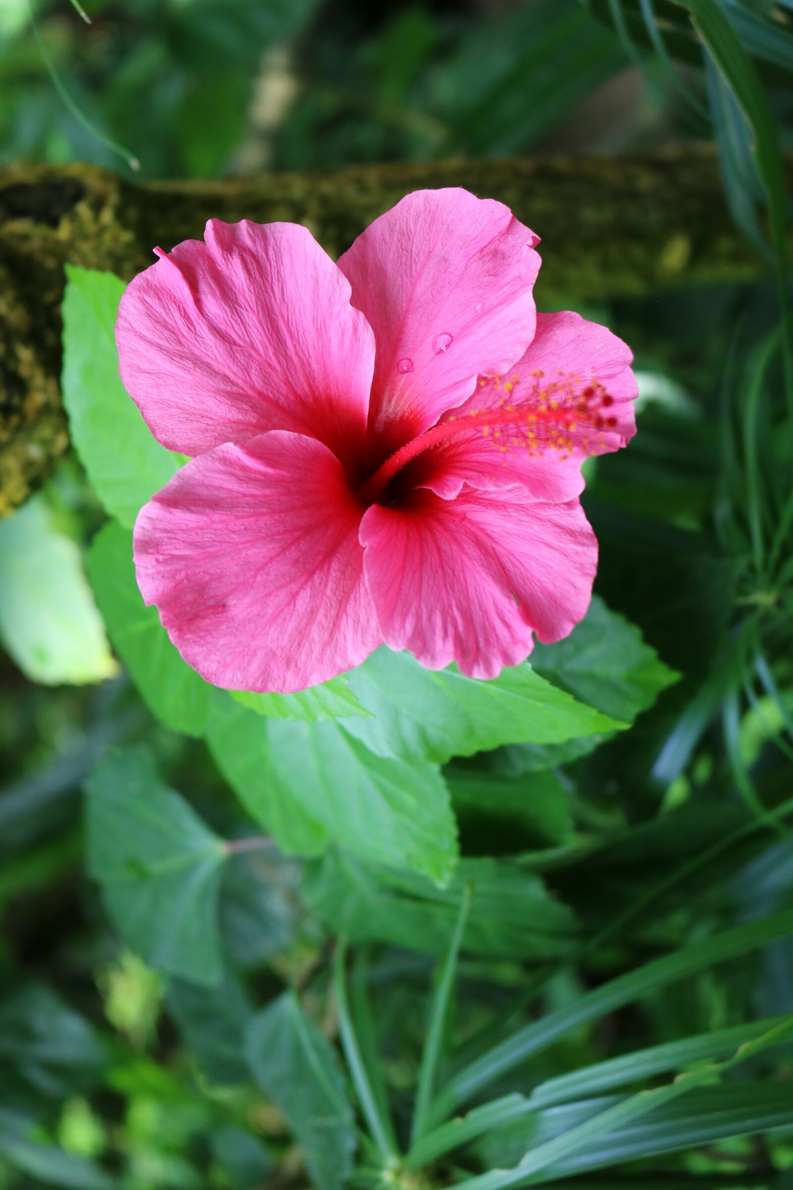 Canon EOS 750D (EOS Rebel T6i / EOS Kiss X8i) sample photo. Hibiscus, pink, flower photography