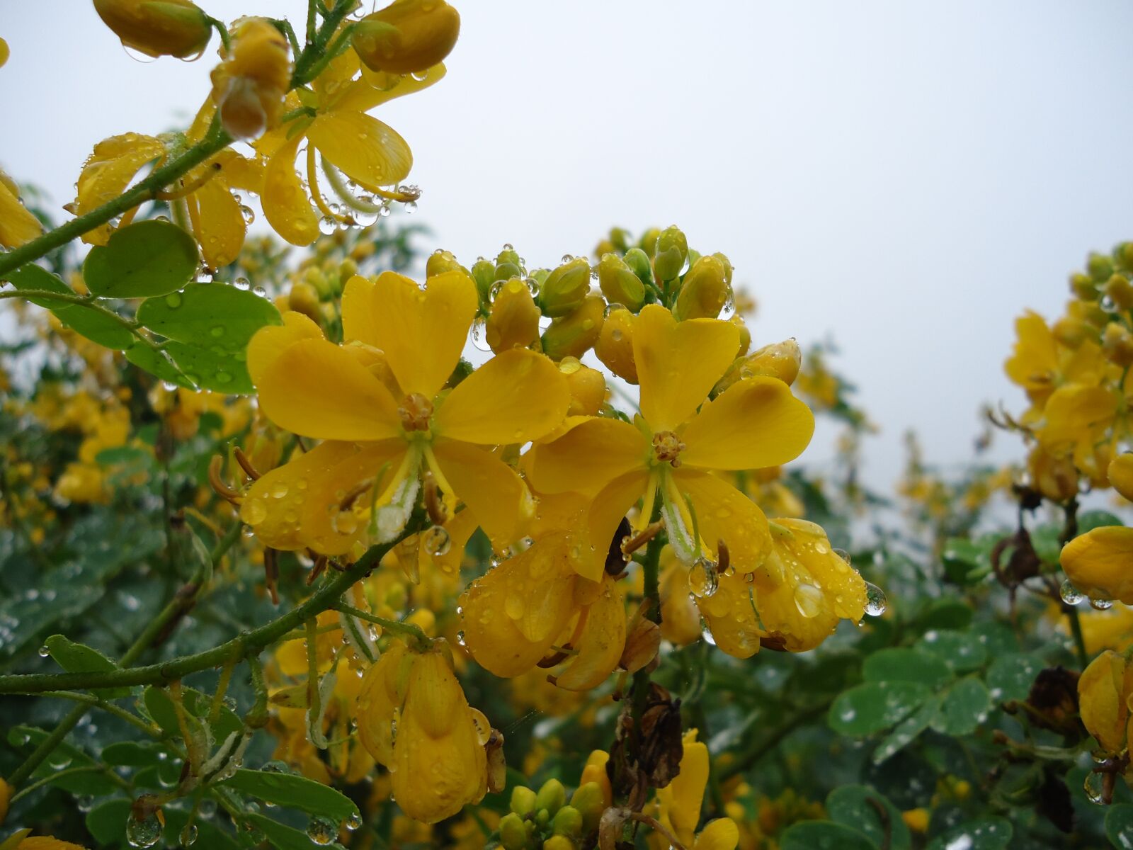 Sony Cyber-shot DSC-W610 sample photo. Wild flowers, yellow flowers photography