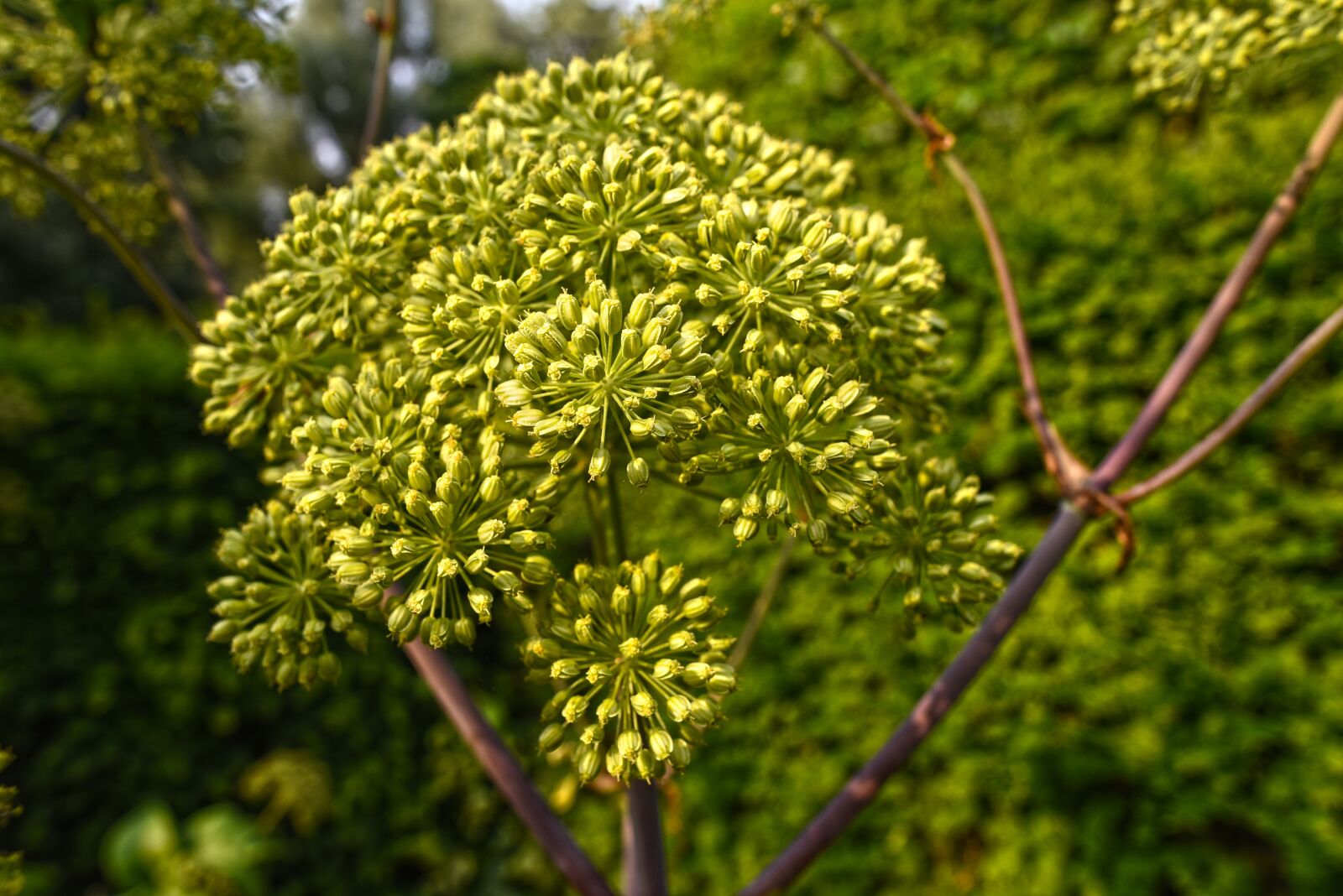 Nikon D750 sample photo. Garden angelica, wild celery photography