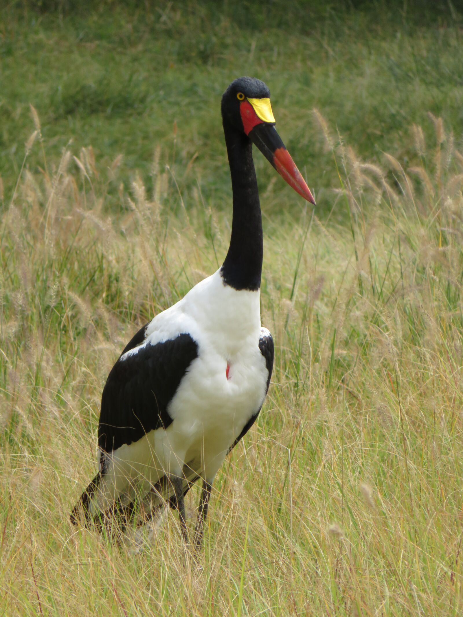 Canon PowerShot SX720 HS sample photo. Bird, stork, plumage photography