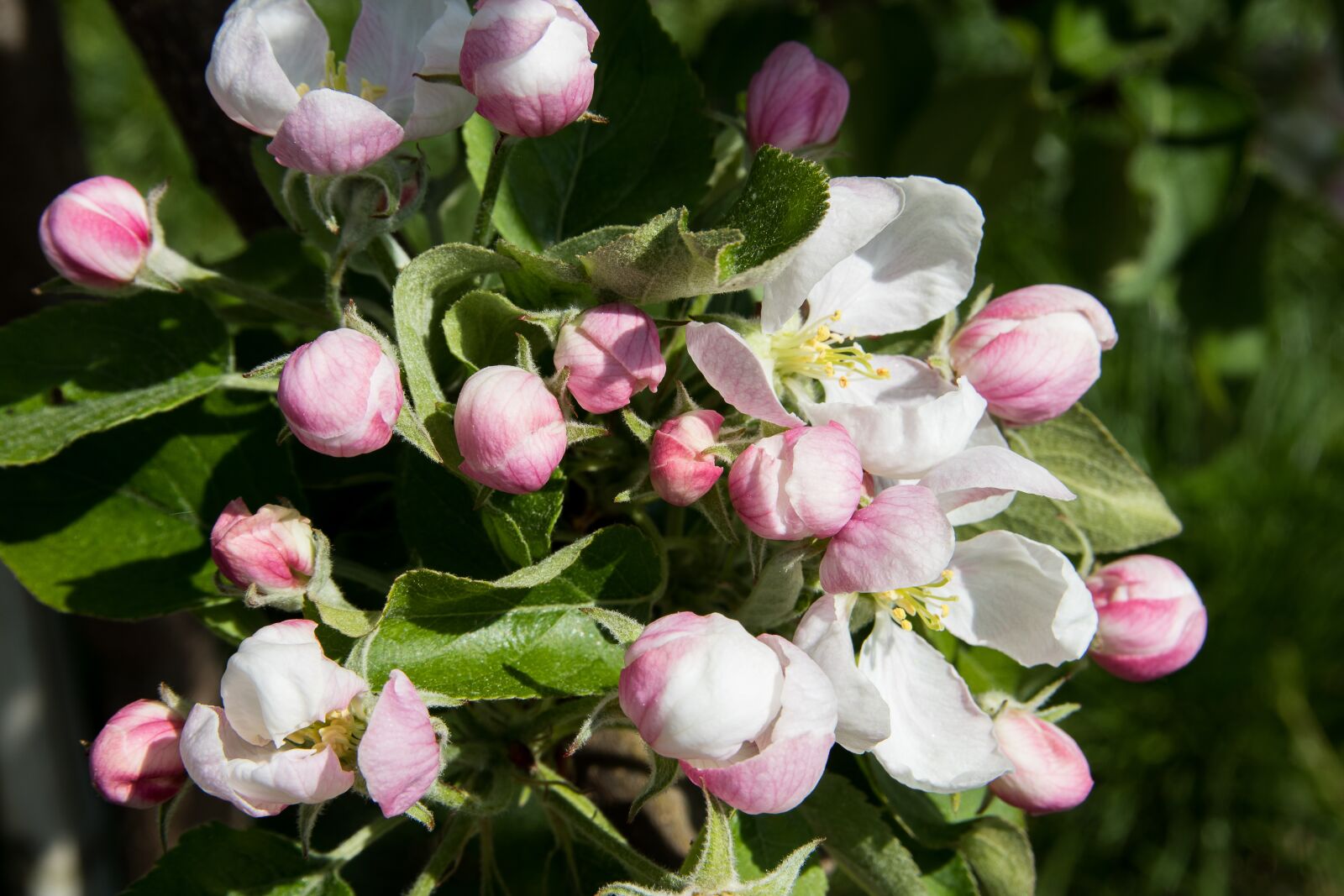 Canon EOS 80D sample photo. Apple blossoms, flowers, apple photography