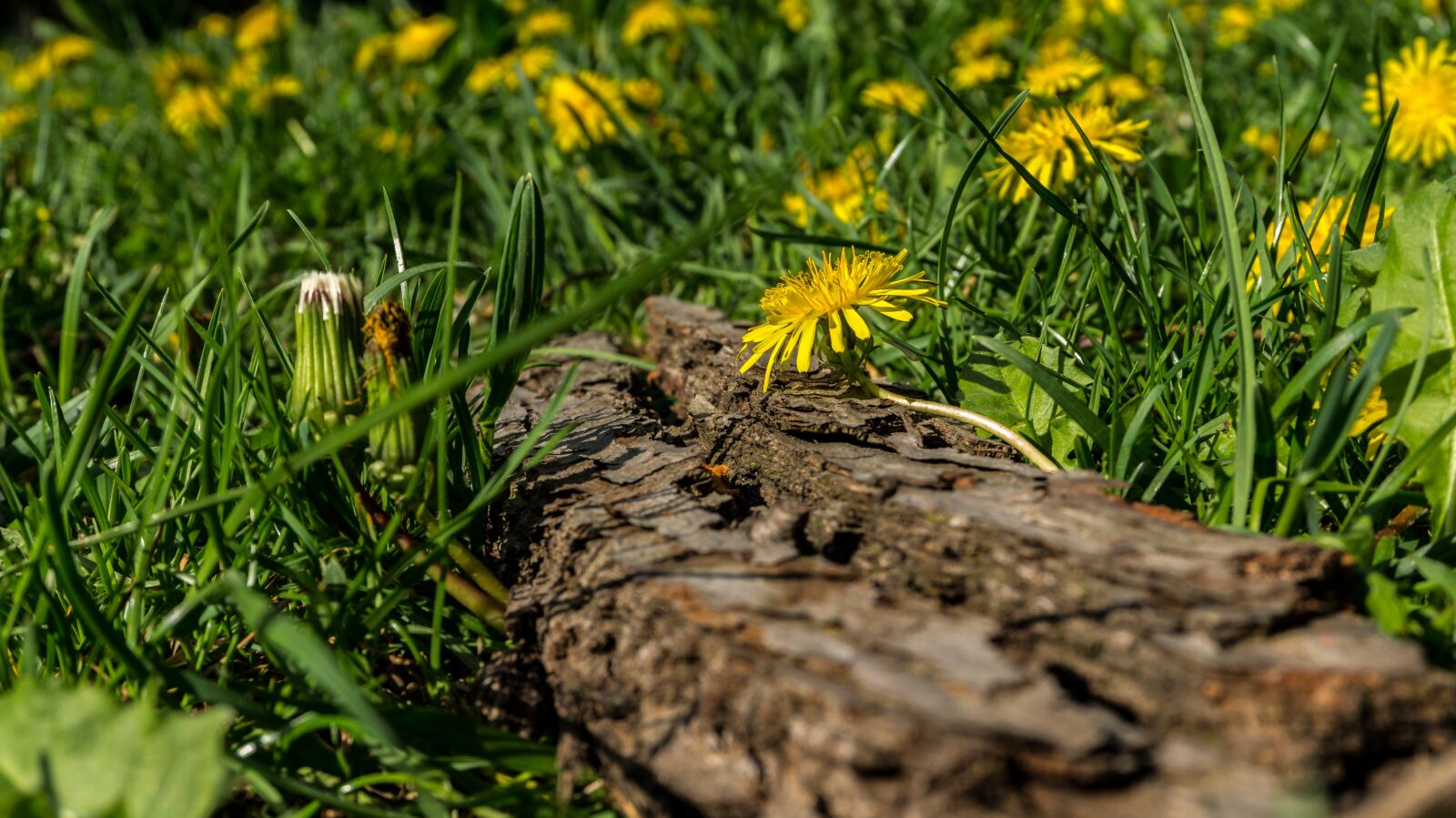 Sony Alpha a5000 (ILCE 5000) sample photo. Nature, grass, plant photography
