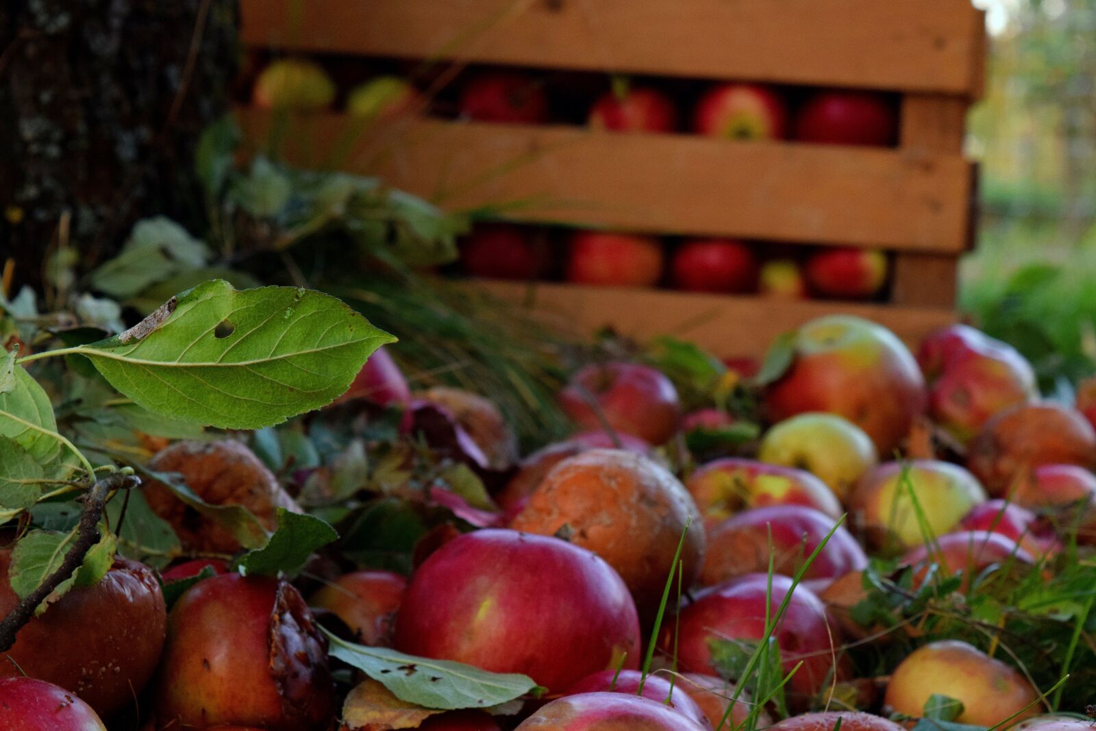 Nikon D5300 sample photo. Apples, box, tree photography