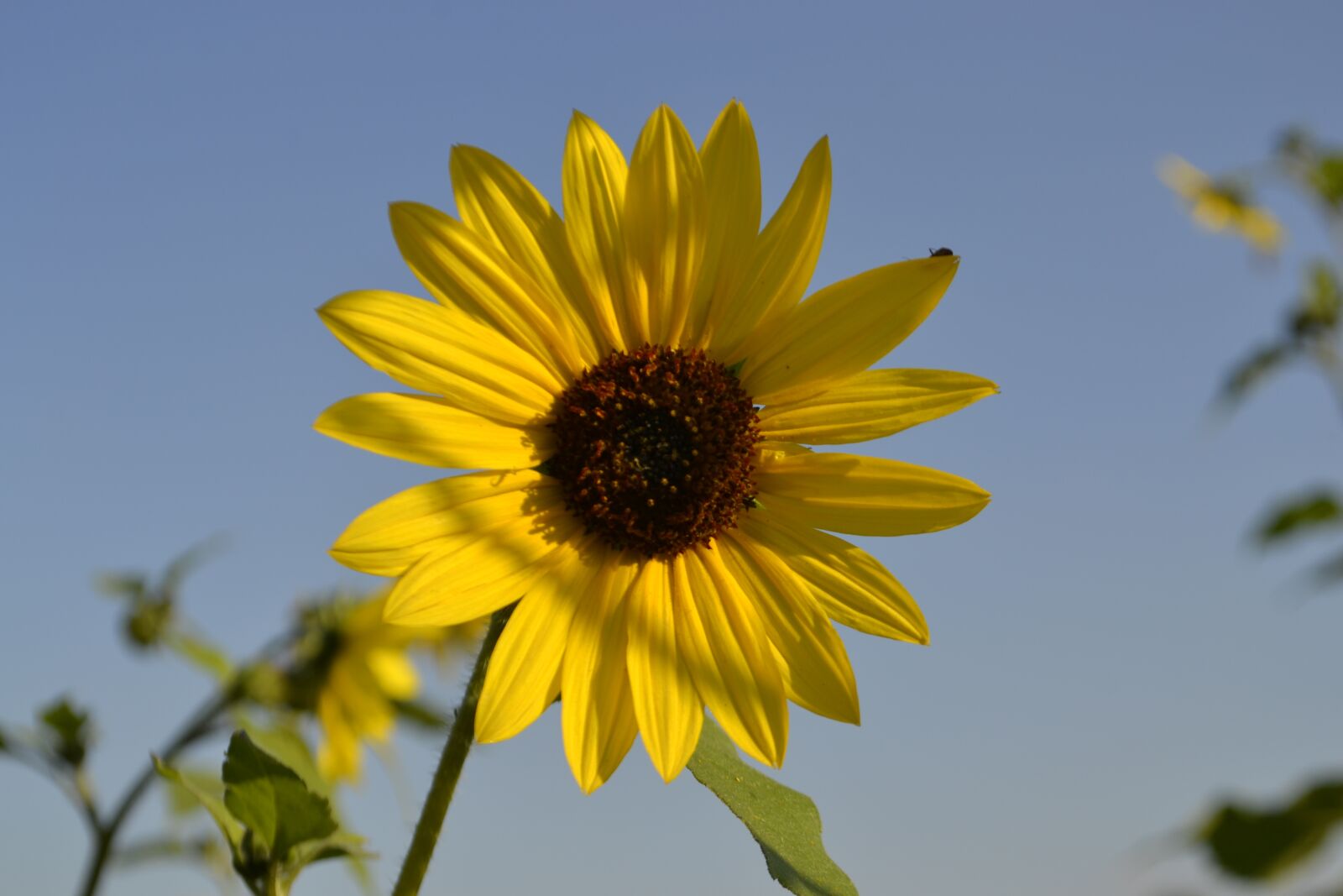 Nikon D3100 sample photo. Sunflower, flower, solo photography