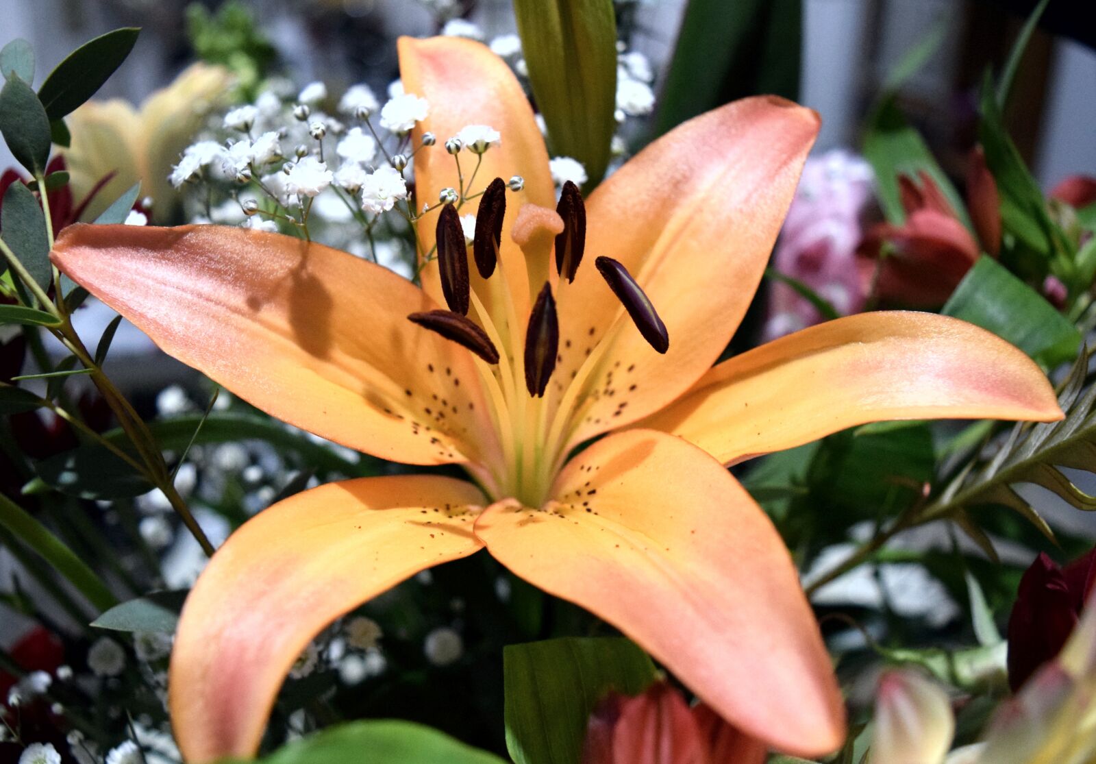 Nikon D3300 sample photo. Flower, nature, romantic photography