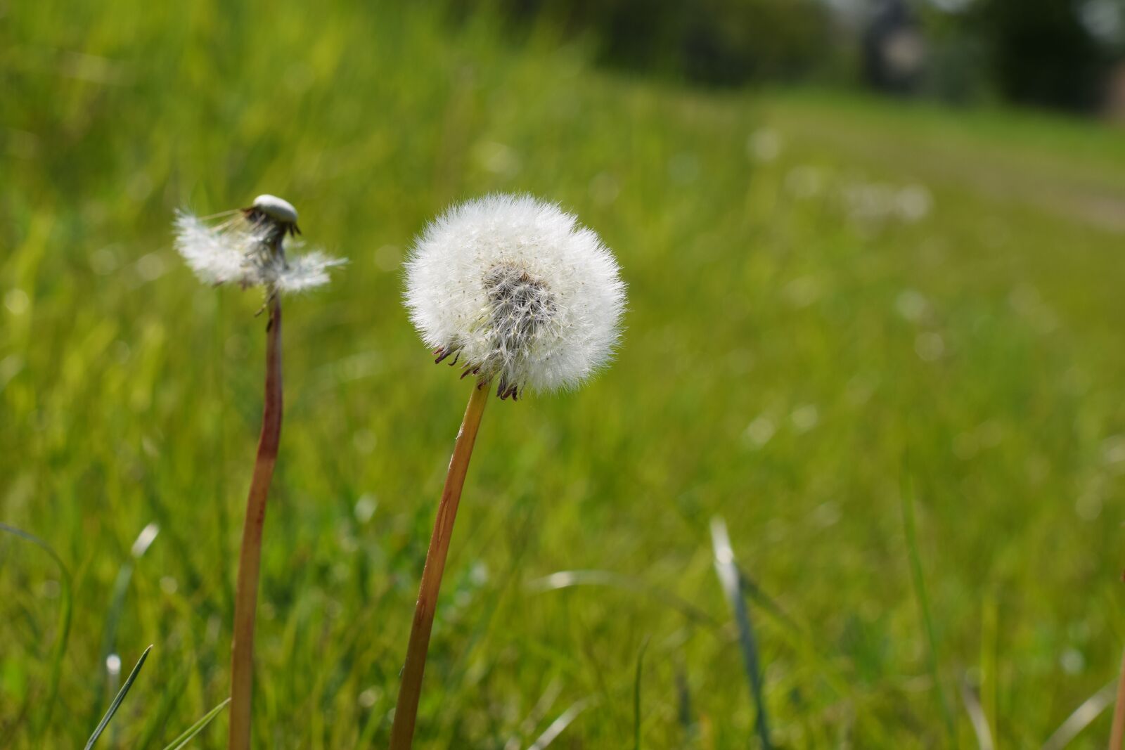 Nikon D5300 sample photo. Dandelion, flower, nature photography