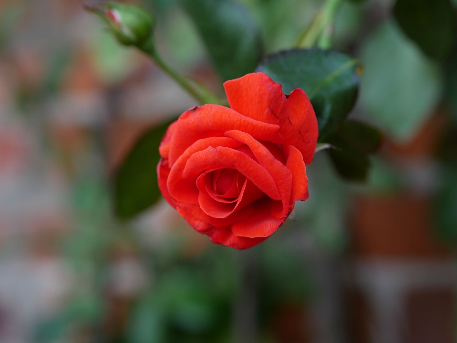 Panasonic Lumix DMC-GX85 (Lumix DMC-GX80 / Lumix DMC-GX7 Mark II) sample photo. Rose, red, flower photography