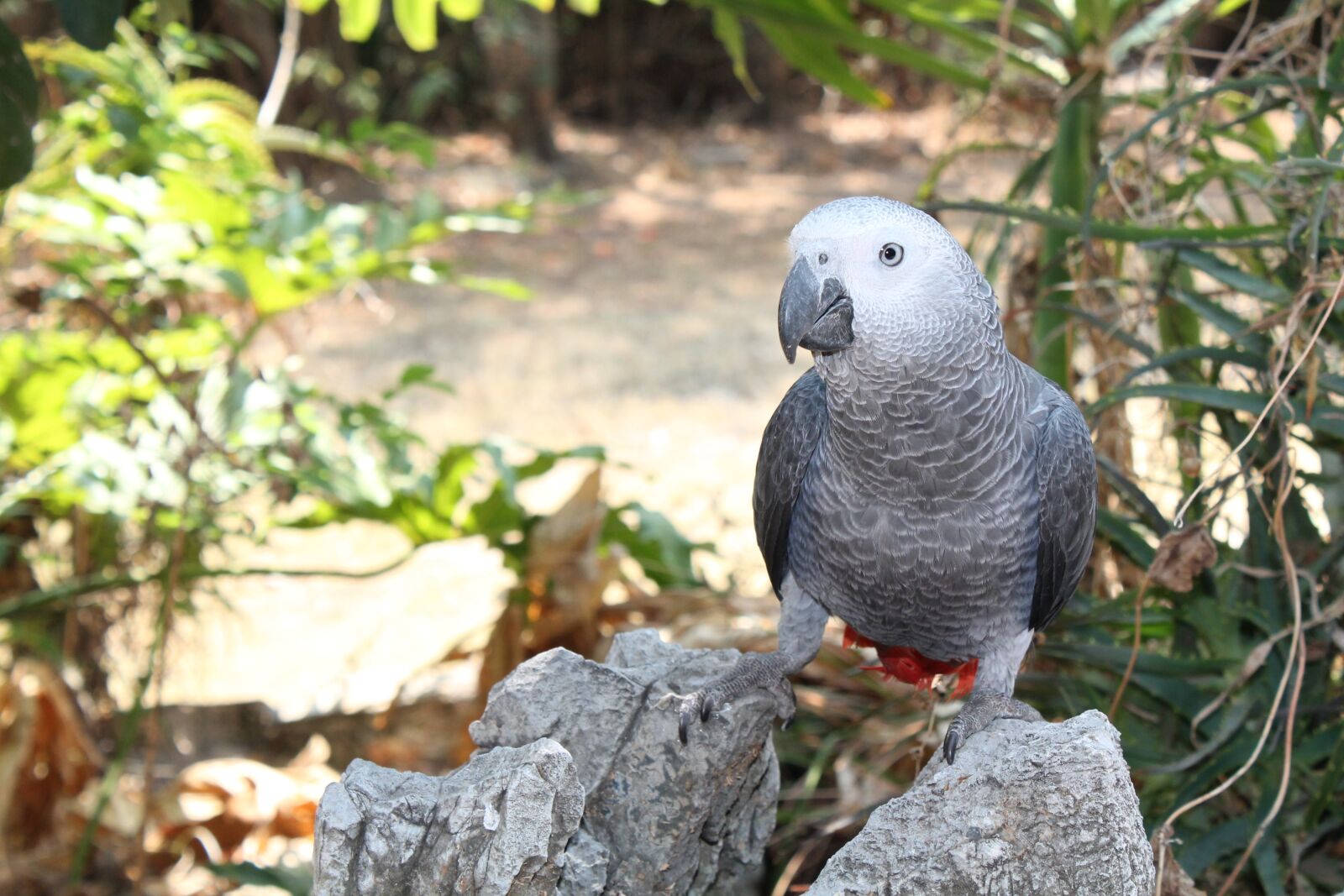 Canon EOS 1100D (EOS Rebel T3 / EOS Kiss X50) + Canon EF-S 18-55mm F3.5-5.6 IS sample photo. Bird, parrot, african grey photography