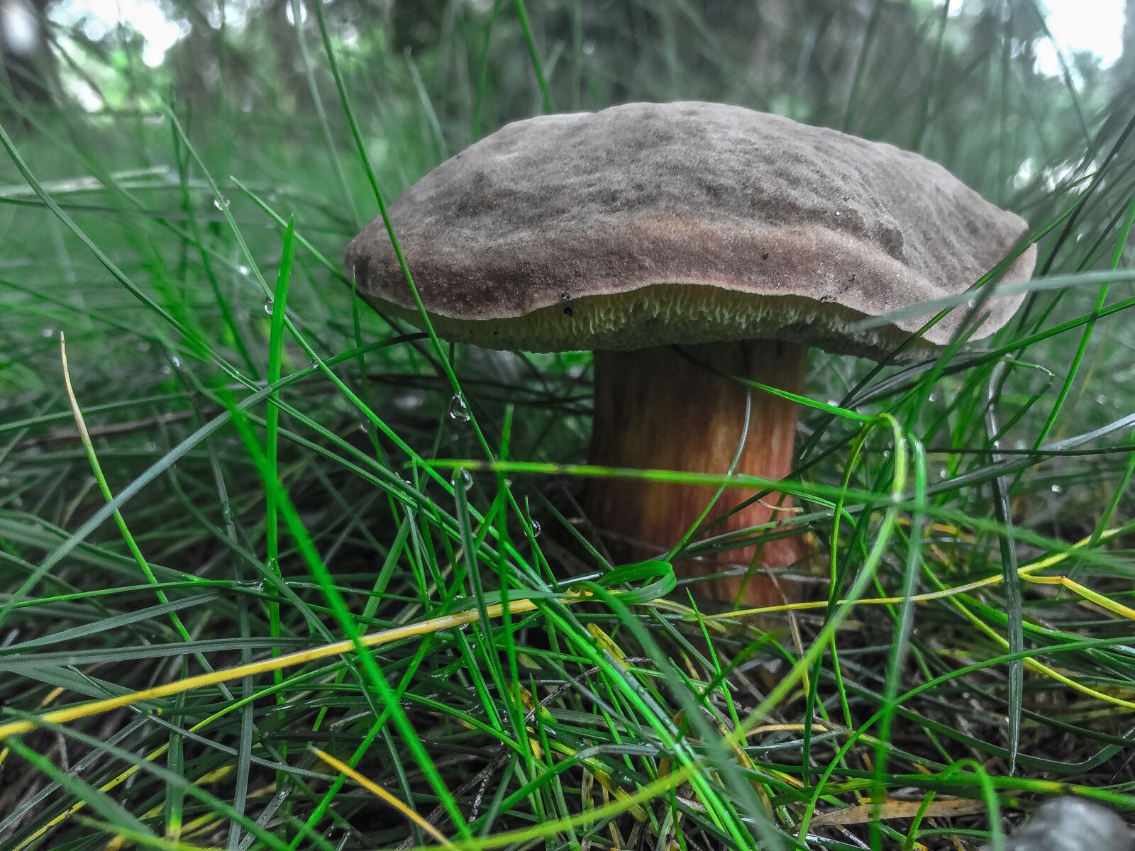 iPhone 5s back camera 4.15mm f/2.2 sample photo. Grass, nature, mushroom photography