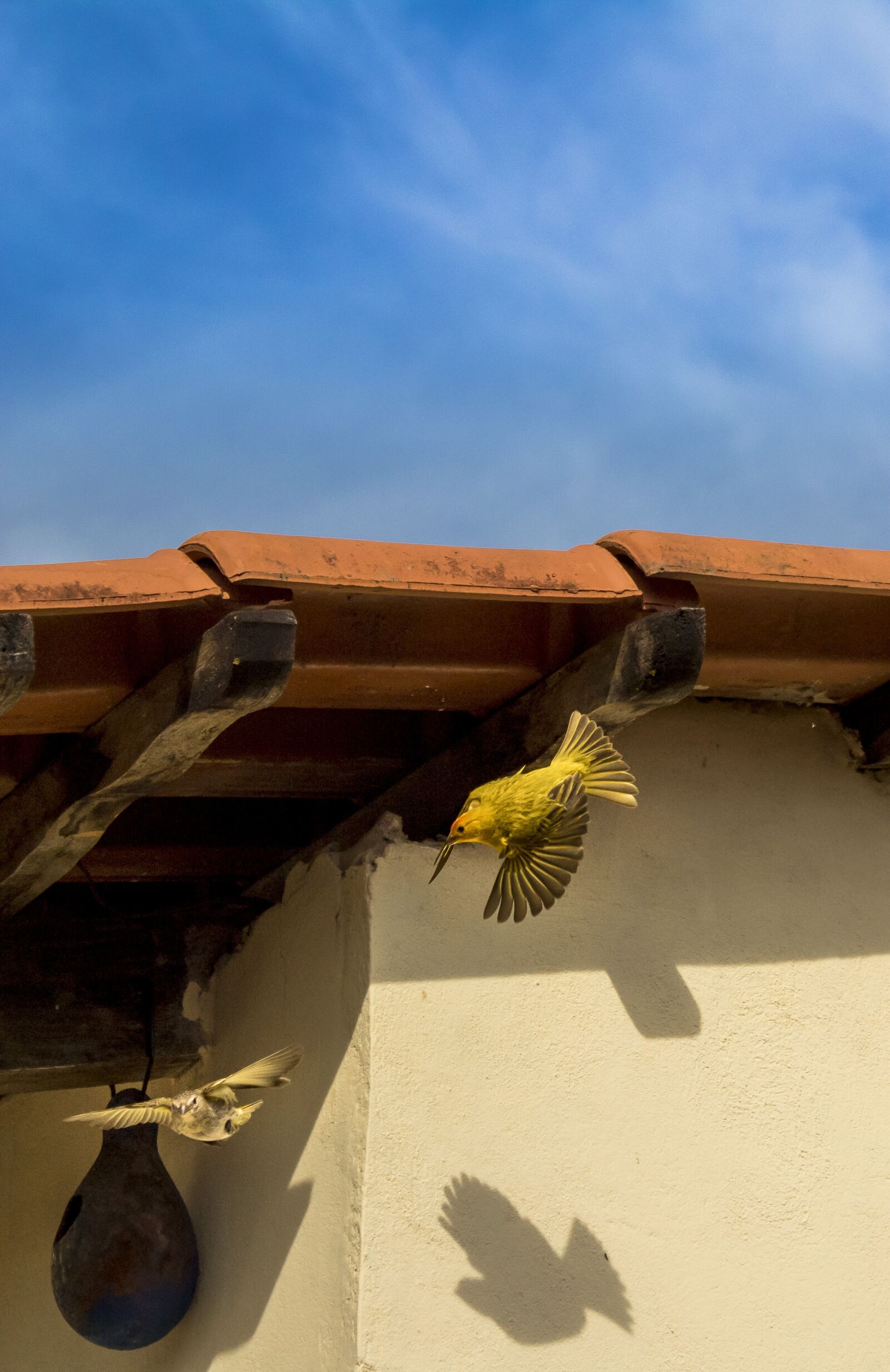 Canon EOS 1300D (EOS Rebel T6 / EOS Kiss X80) sample photo. Birds, canaries of the photography