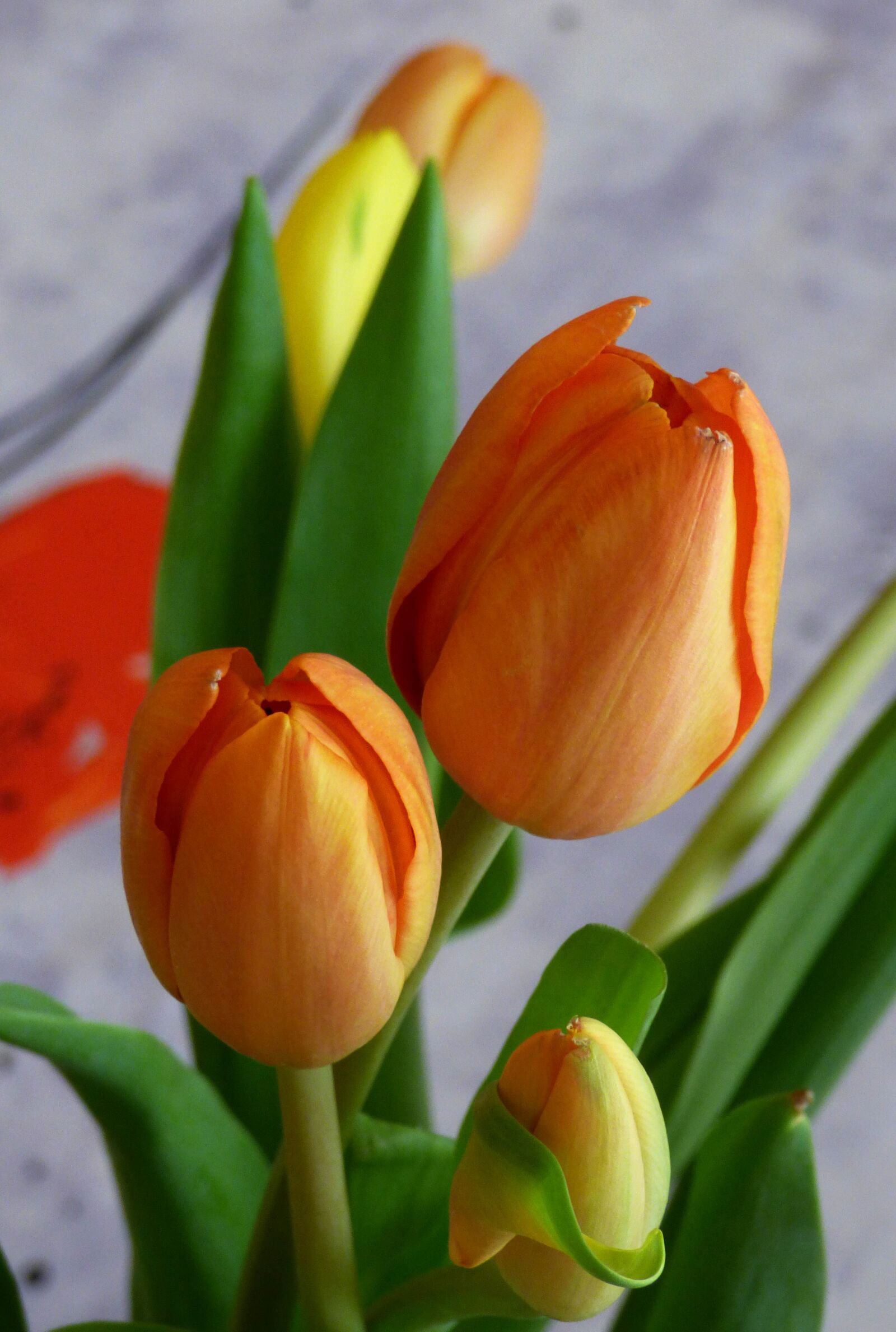 Panasonic DMC-FZ72 sample photo. Tulip, nature, flower photography