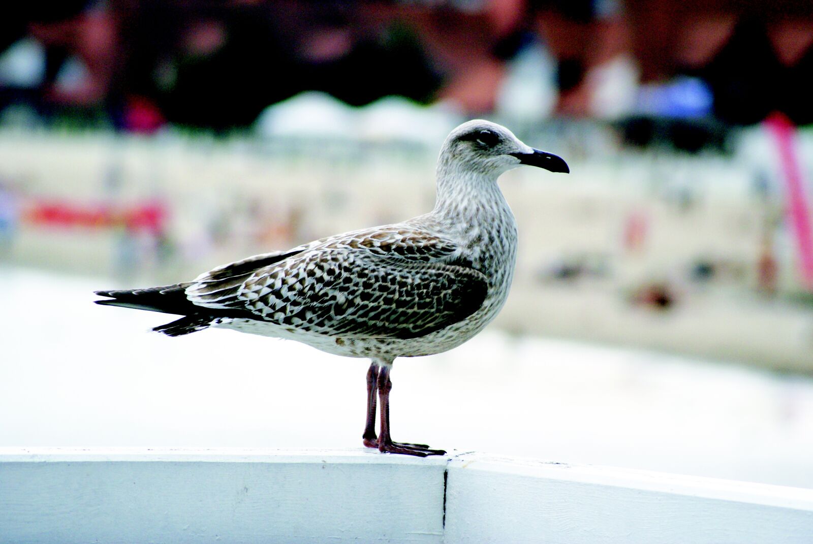 Sony Alpha DSLR-A300 sample photo. Seagull, bird, sea photography
