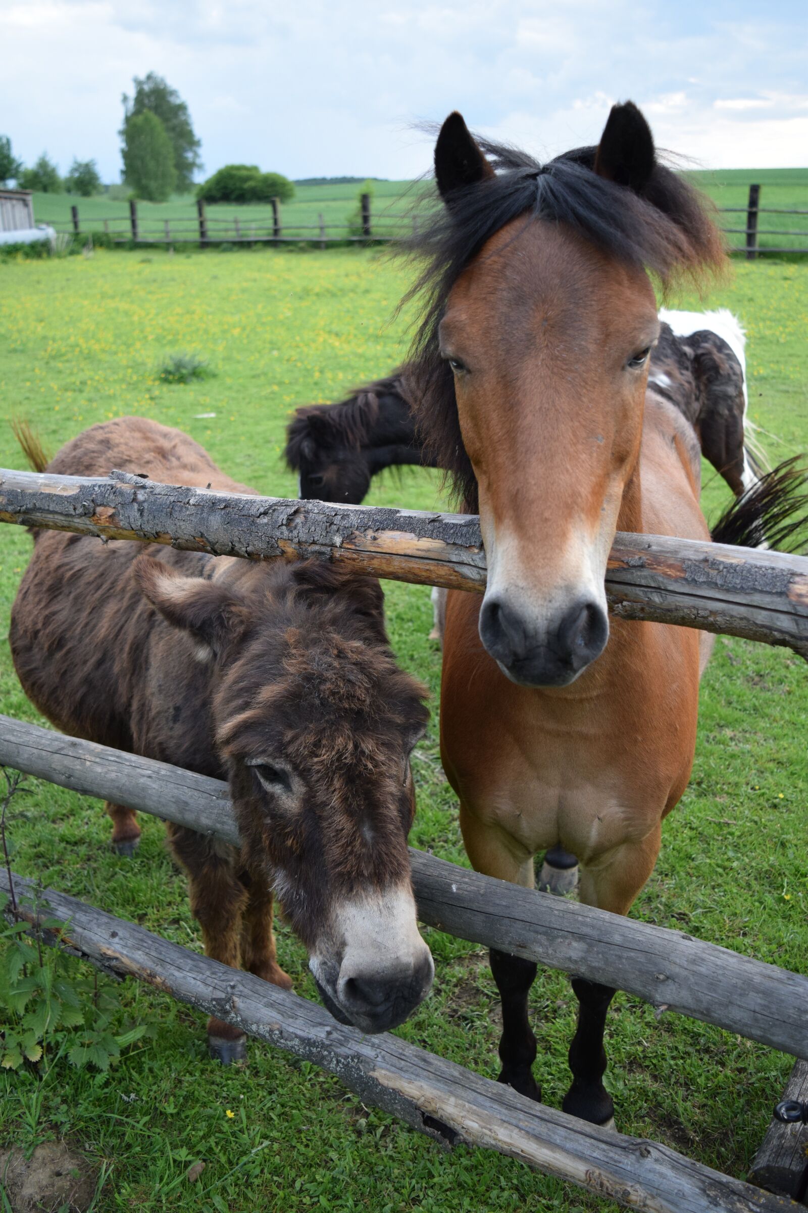 Nikon D3300 sample photo. Donkey, horse, friends photography
