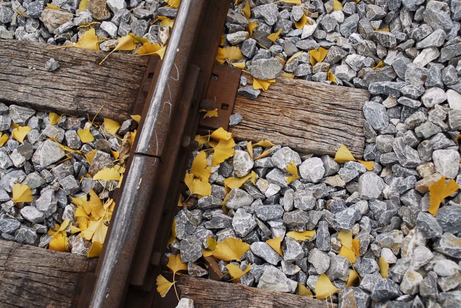 Nikon D200 sample photo. Autumn leaves, railroad tracks photography