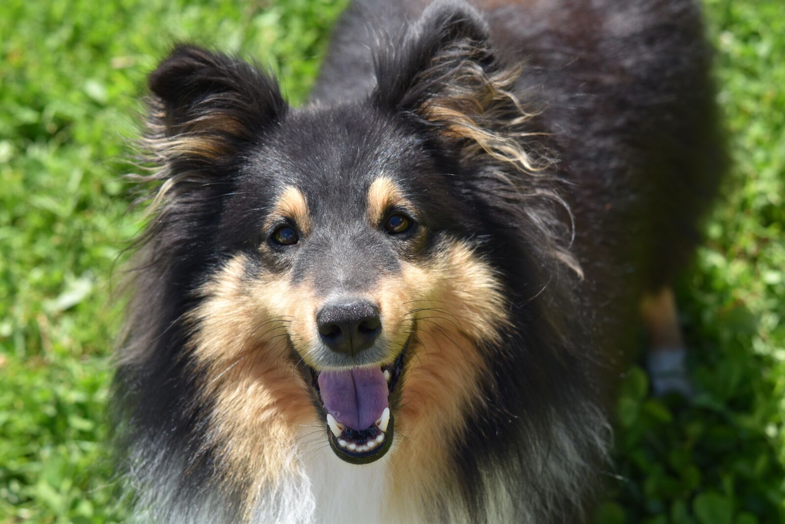 Nikon D5600 sample photo. Dog, dog berger shetland photography
